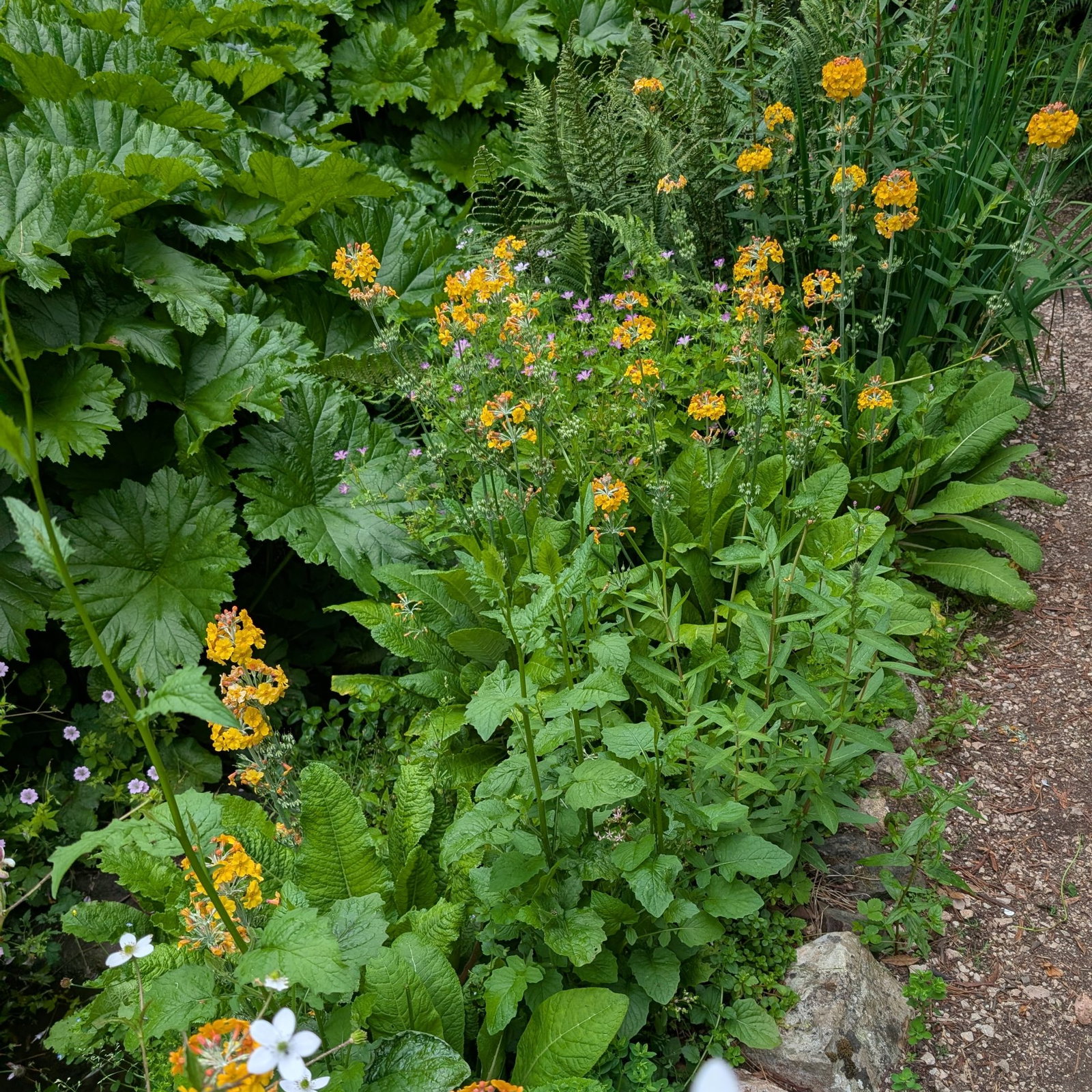 Primula Japonica Bulleyana Scaled