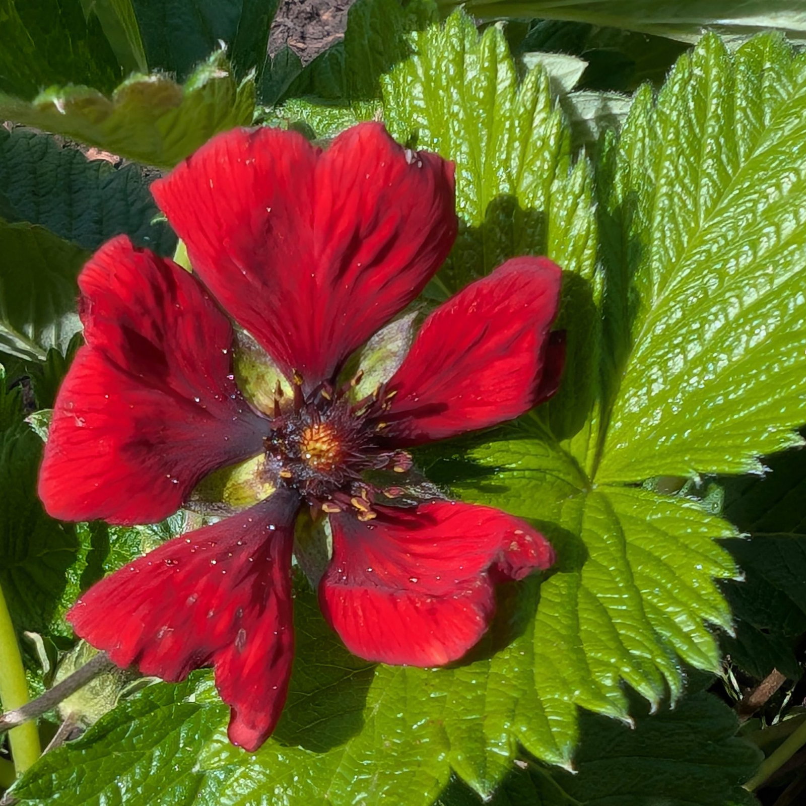 Potentilla Giant Red 1 Scaled