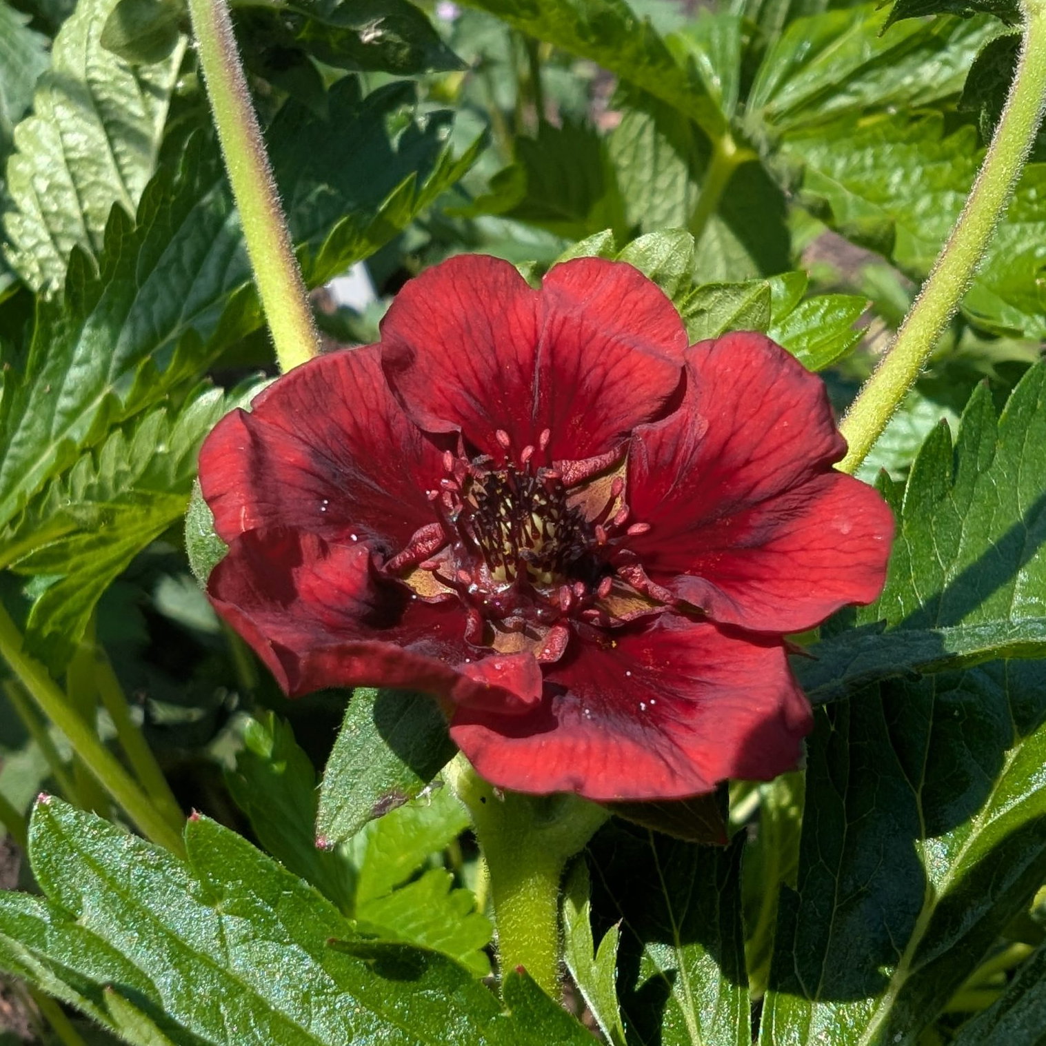 Potentilla Thurberi 4 Scaled