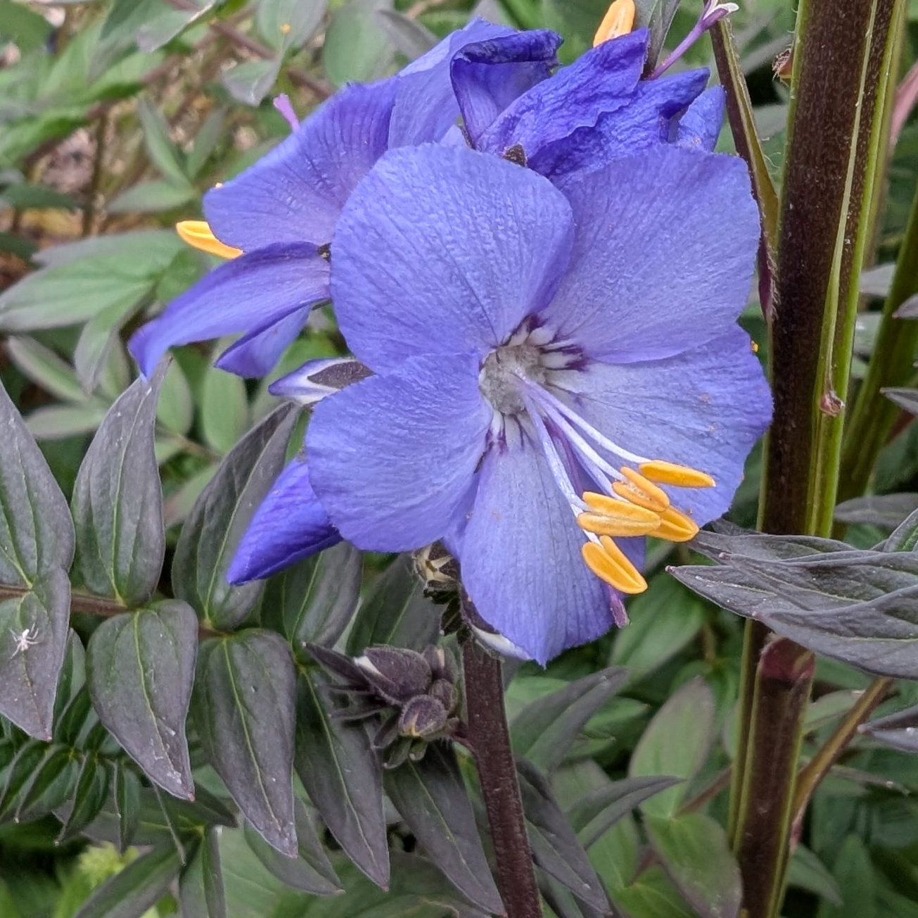 Polemonium Purple Rain 3 Scaled