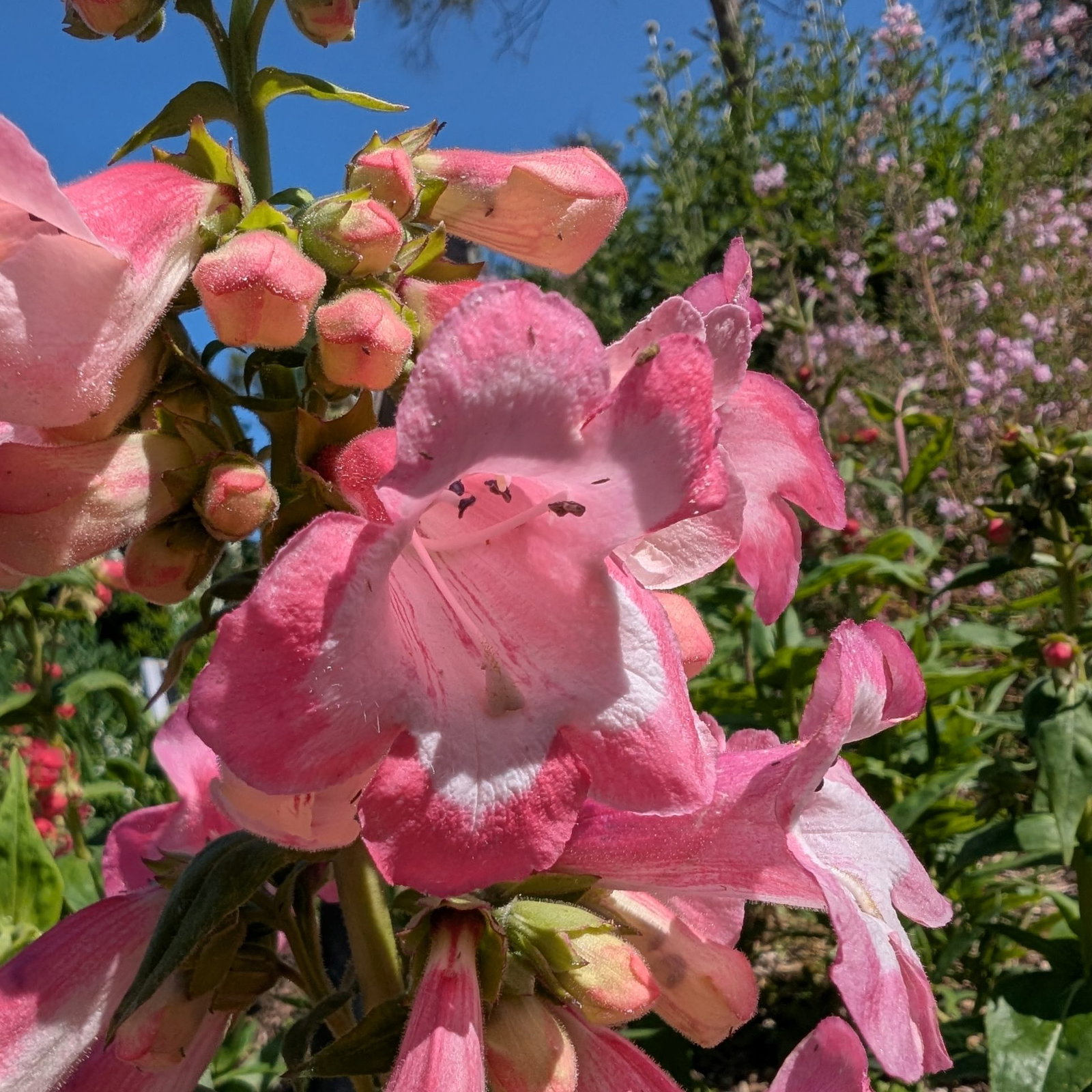 Penstemon Hartweek Giganteus Mix 4 Scaled