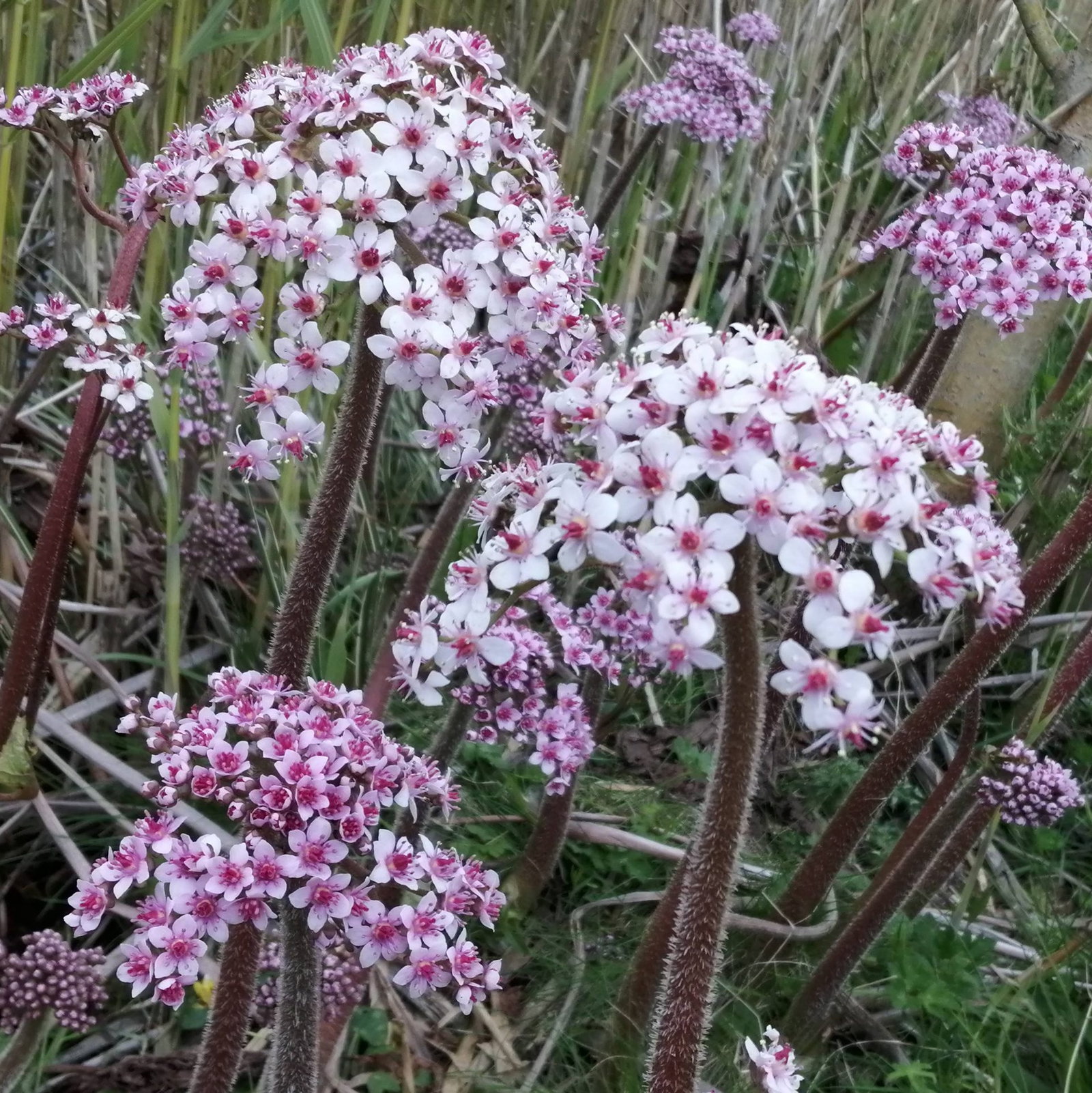 Darmera Peltata 5 Scaled