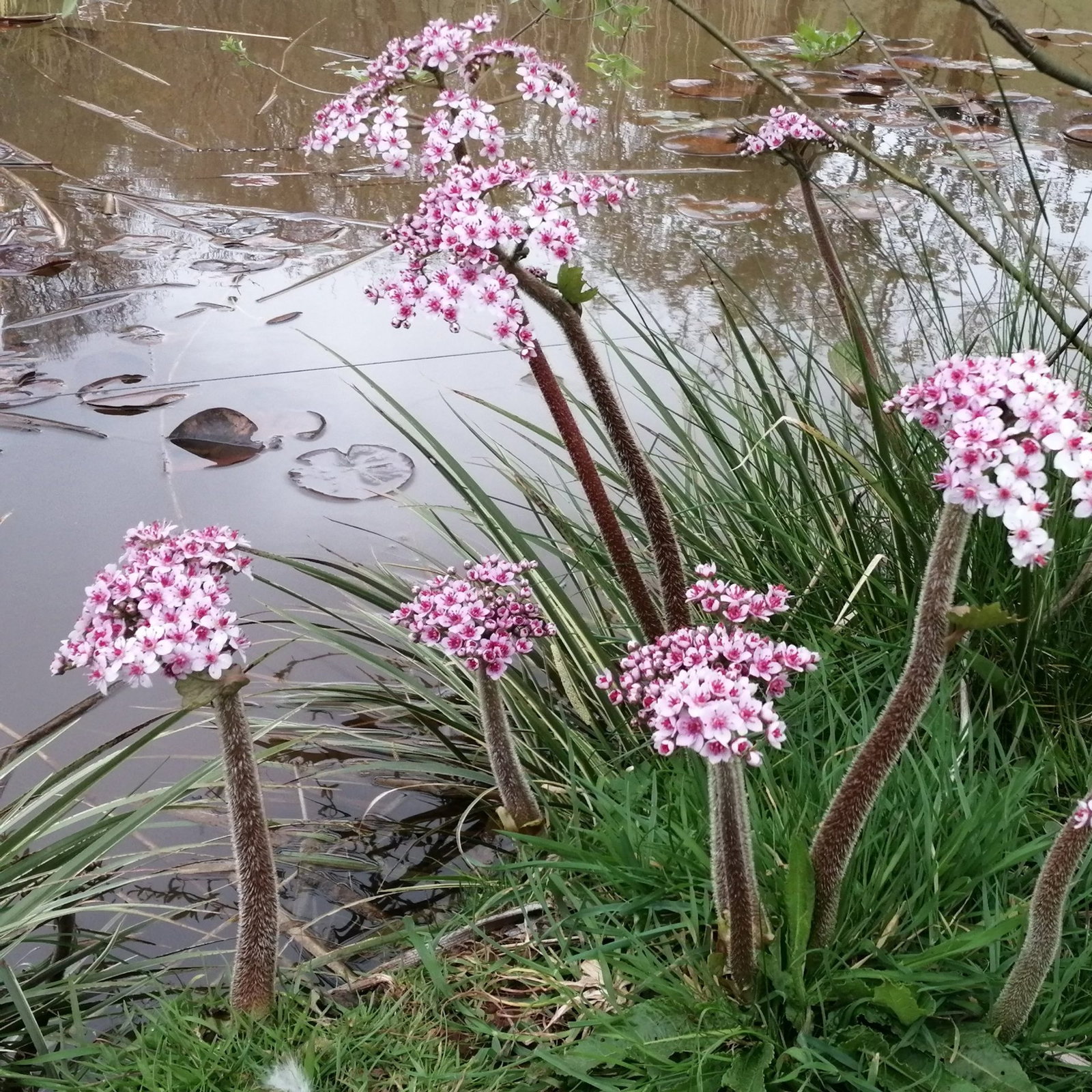 Darmera Peltata 2 Scaled