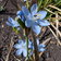 Orthrosanthus Laxus Pale Blue 3 Scaled