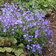 Omphaloides 3 Scaled