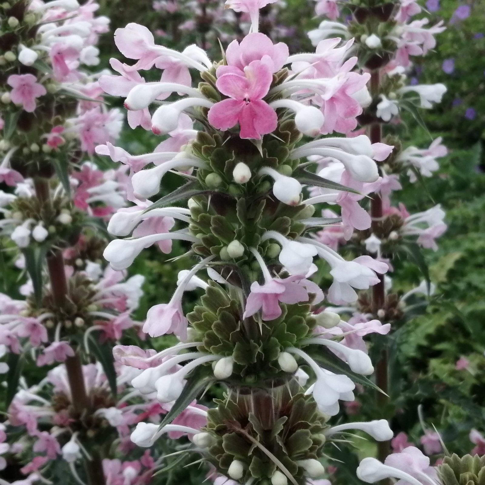 Morina Longifolia 2 Scaled