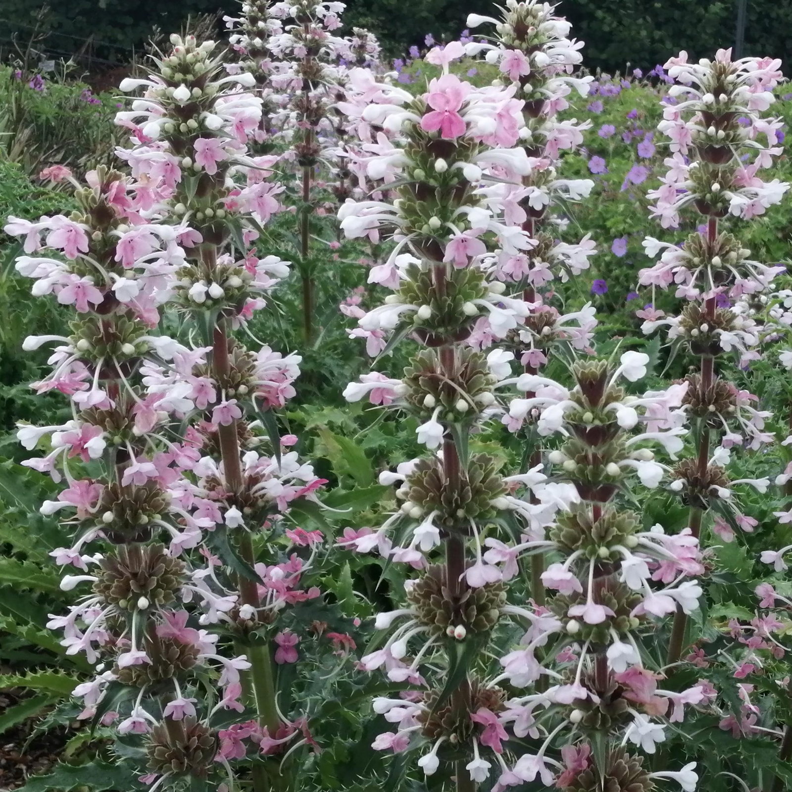 Morina Longifolia 3 Scaled
