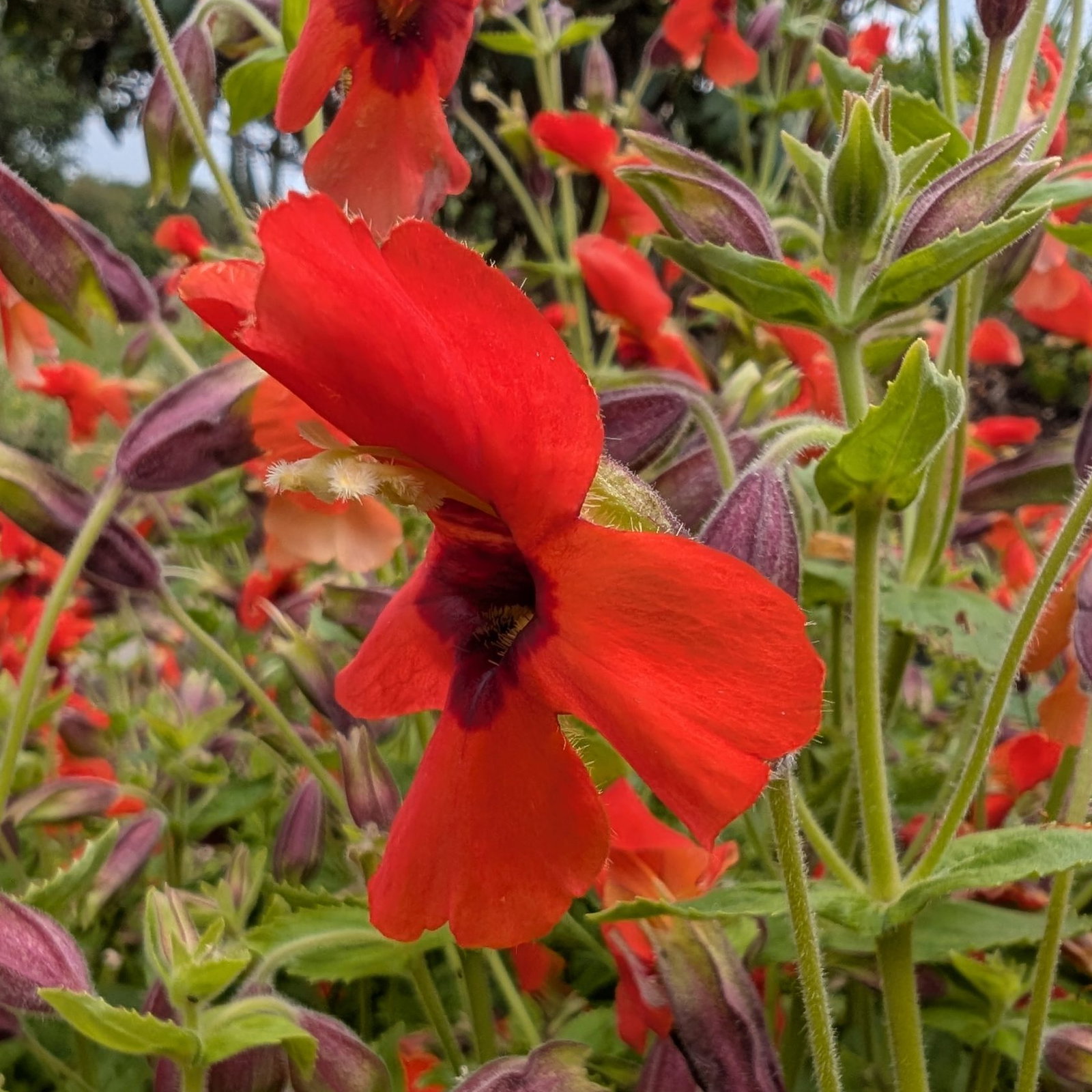 Mimulus Cardinalis 6 Scaled