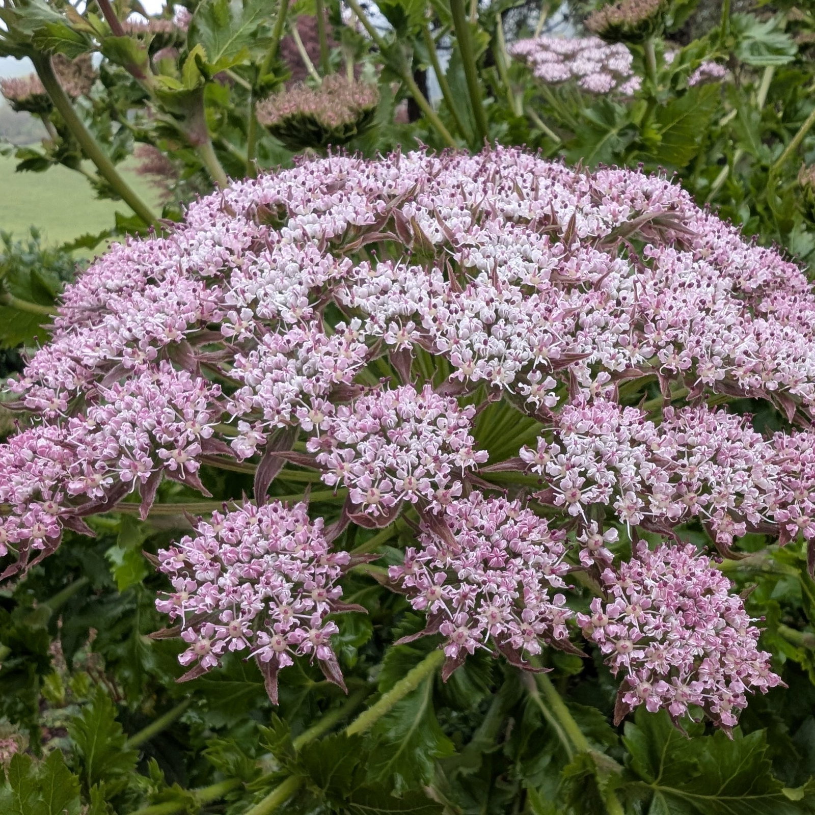 Melanoselinium Decipiens 15 Scaled