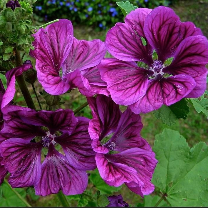 Malva Sylvestris Ssp Maritana E1758552362323