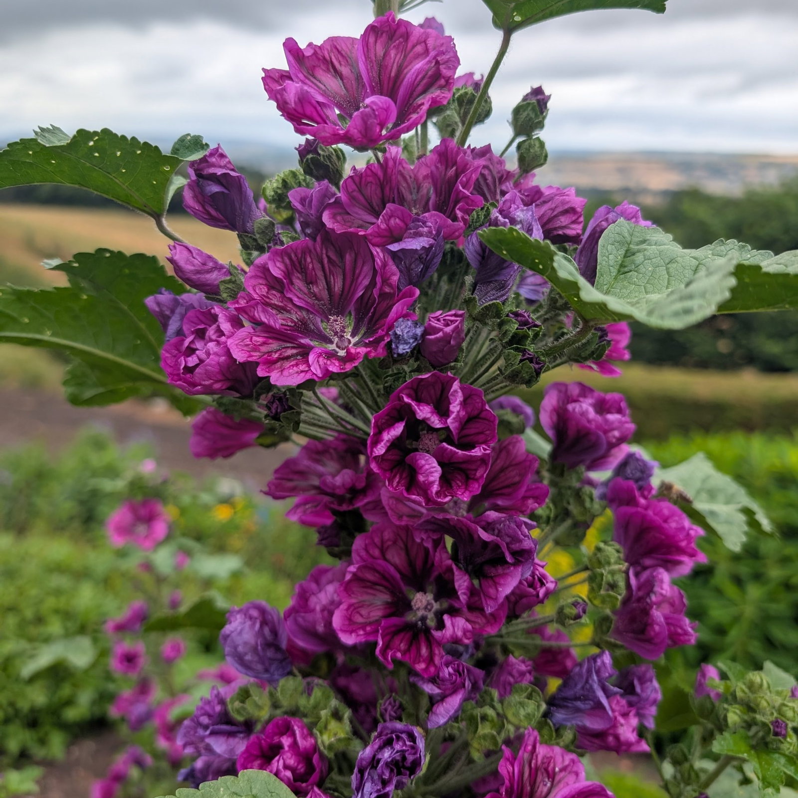 Malva Sylvestris Ssp Maritana 3 Scaled