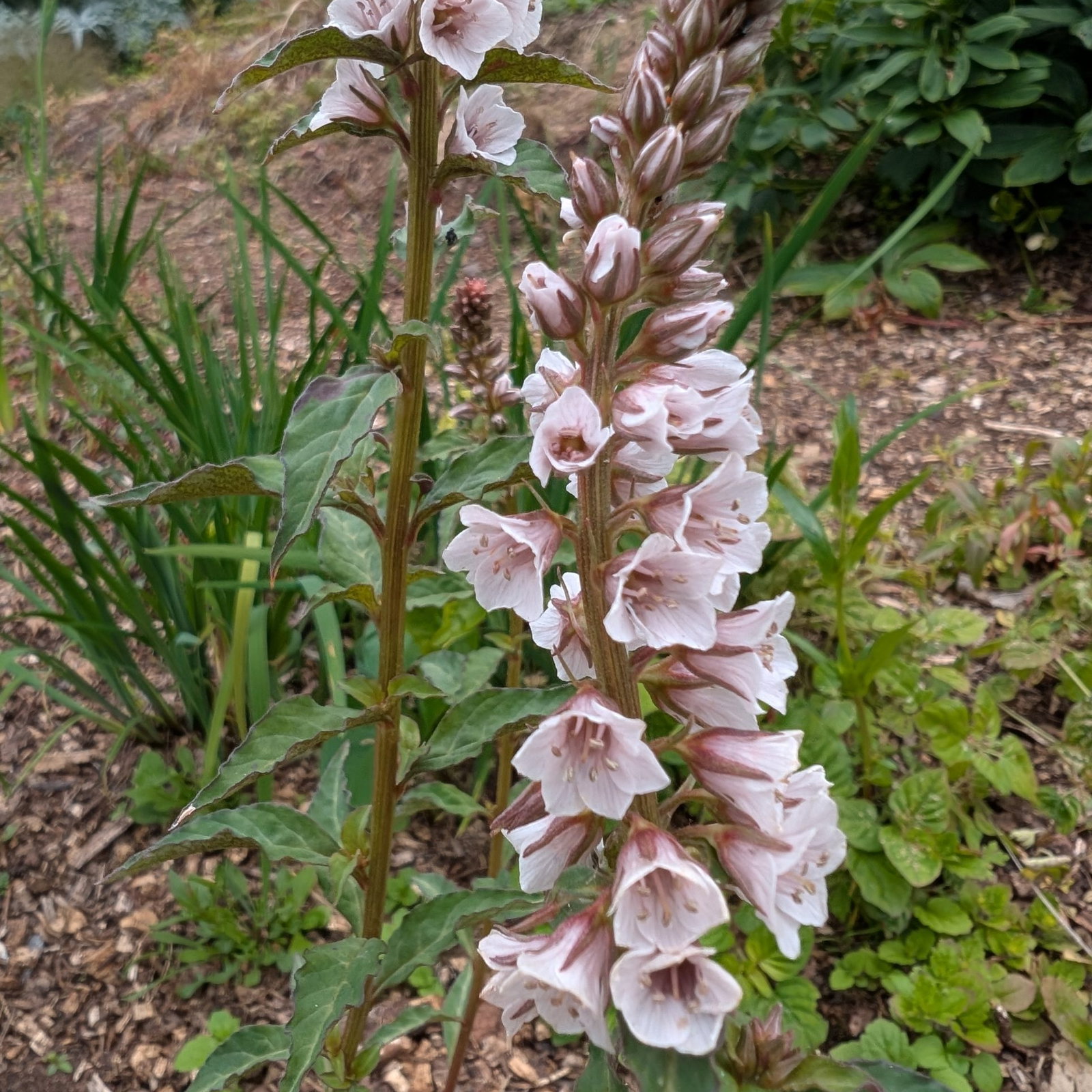 Lysimachia Lichiangensis 1 Scaled