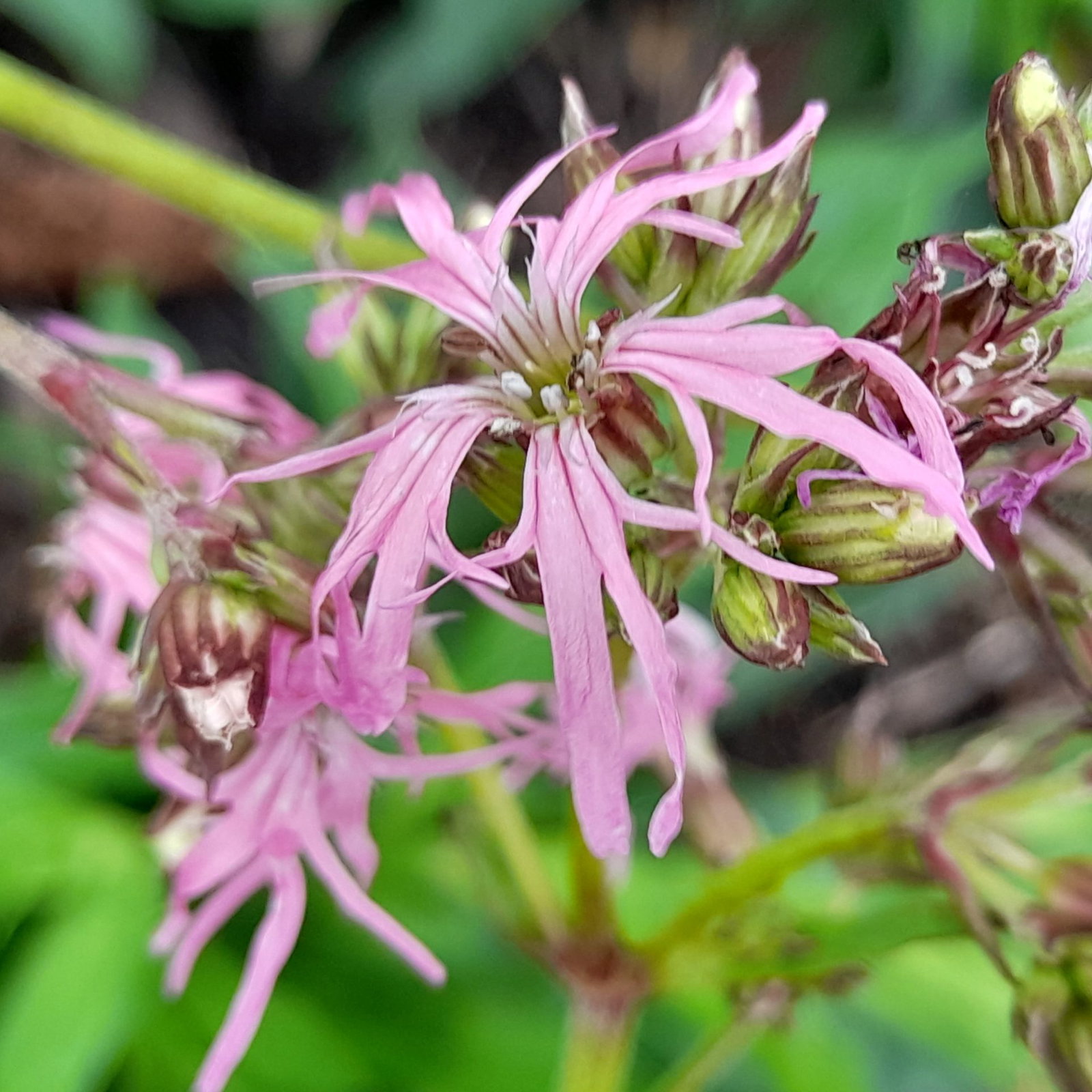 Lychnis Flos Cuculi 19 Scaled