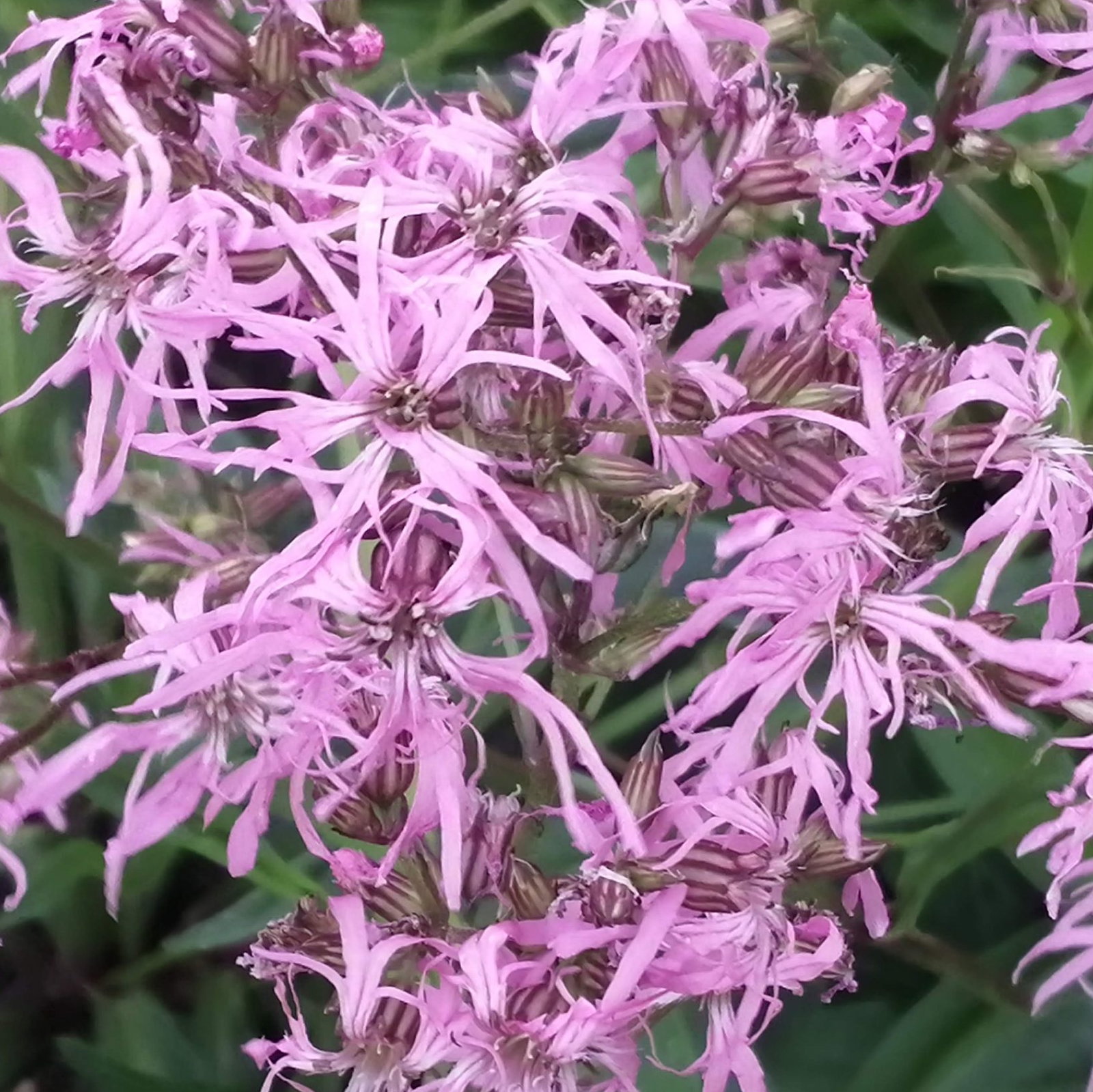 Lychnis Flos Cuculi 4 Scaled