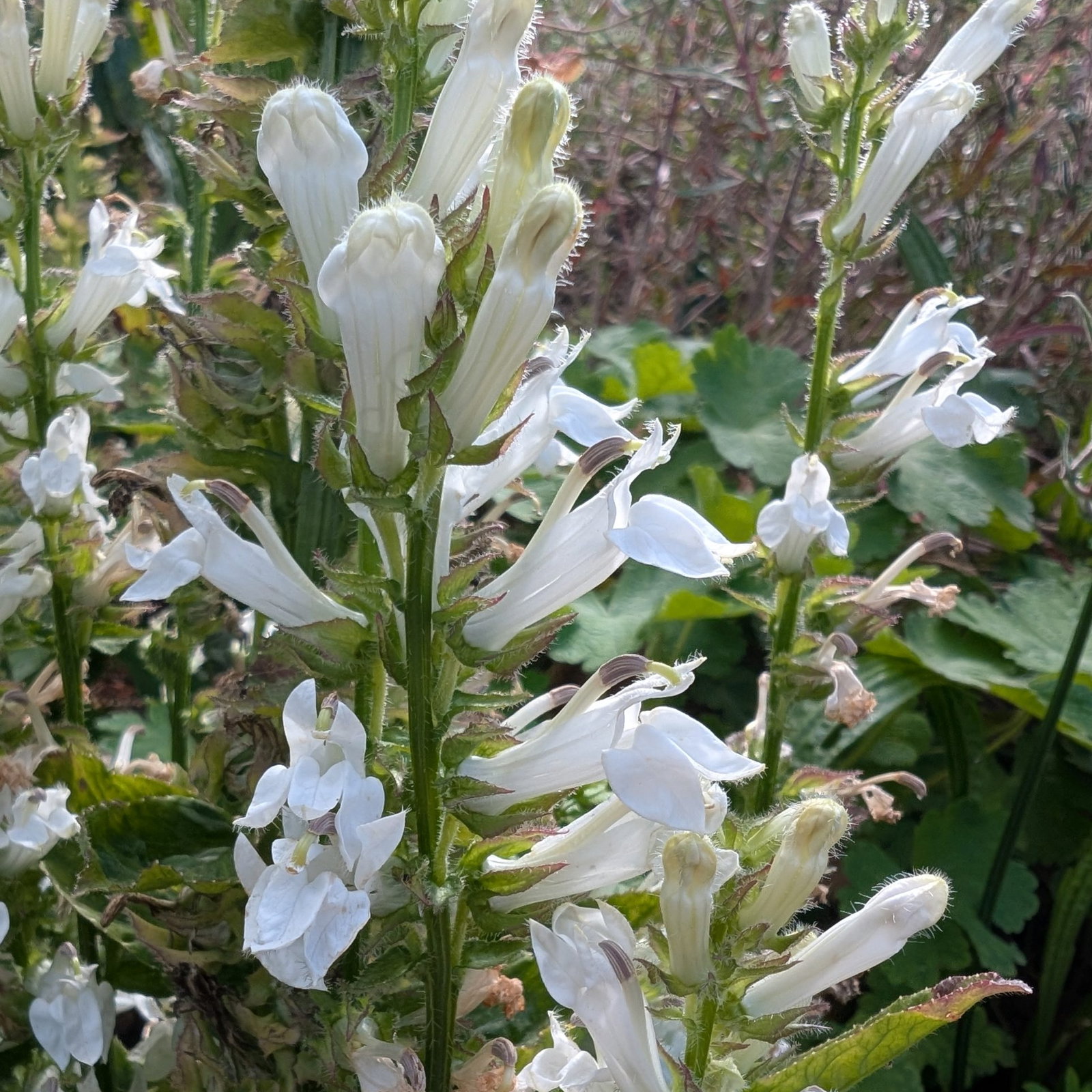 Lobelia Siphilitica Alba 5 Scaled