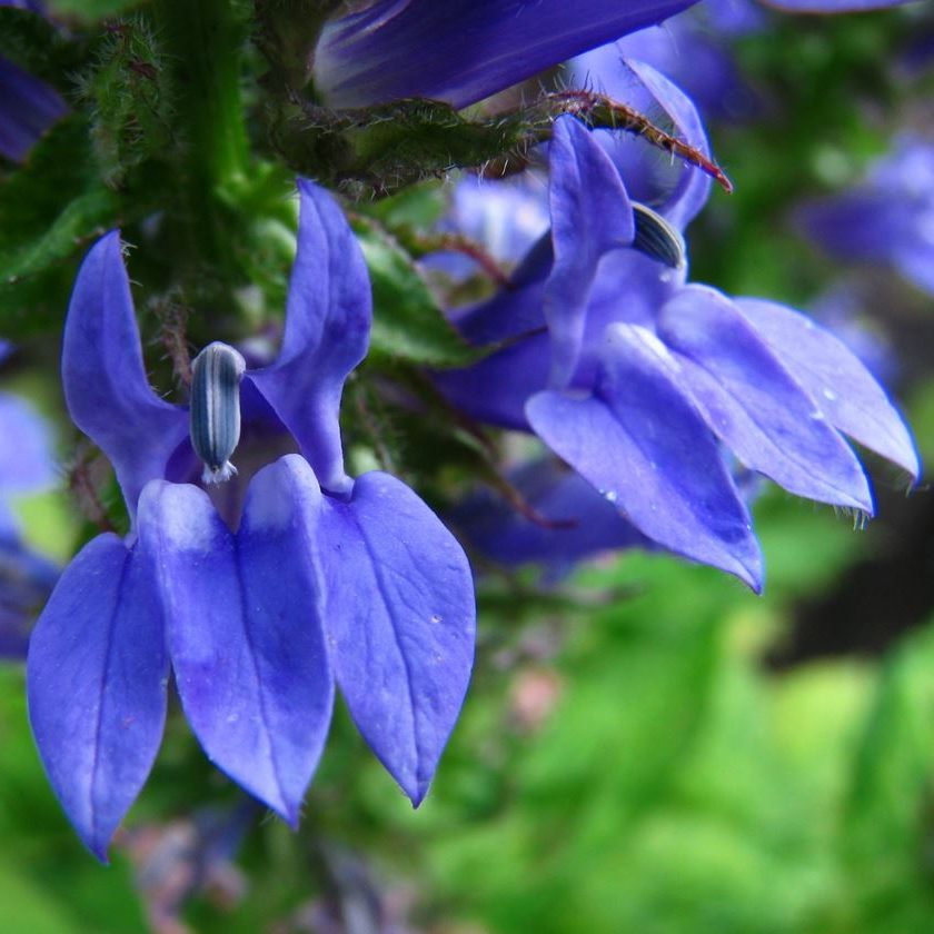 Lobelia Syphilitica E1758551325543