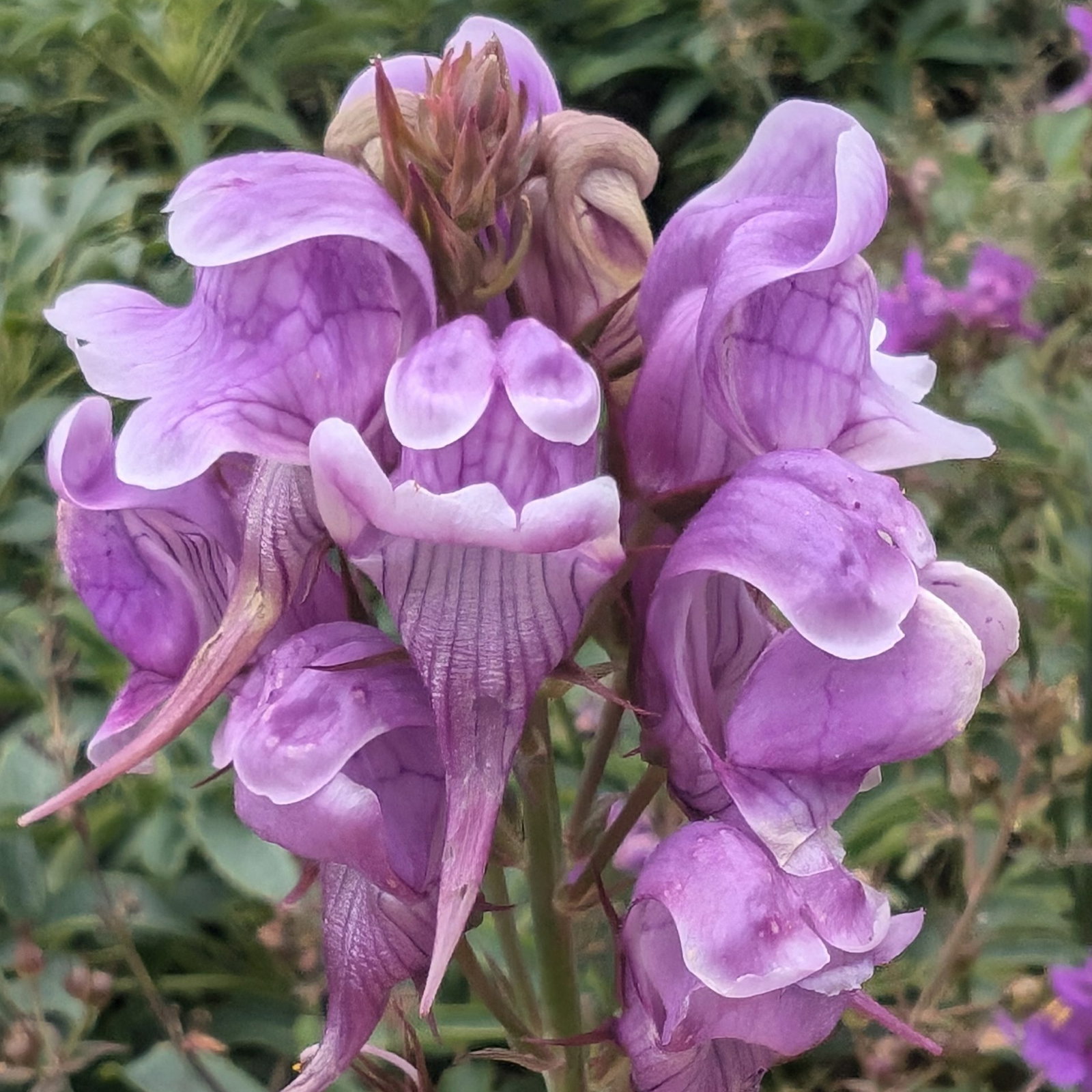 Linaria Triornithorna Purple 1 Scaled