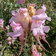 Linaria Thriornophora Pink Budgies 1 Scaled