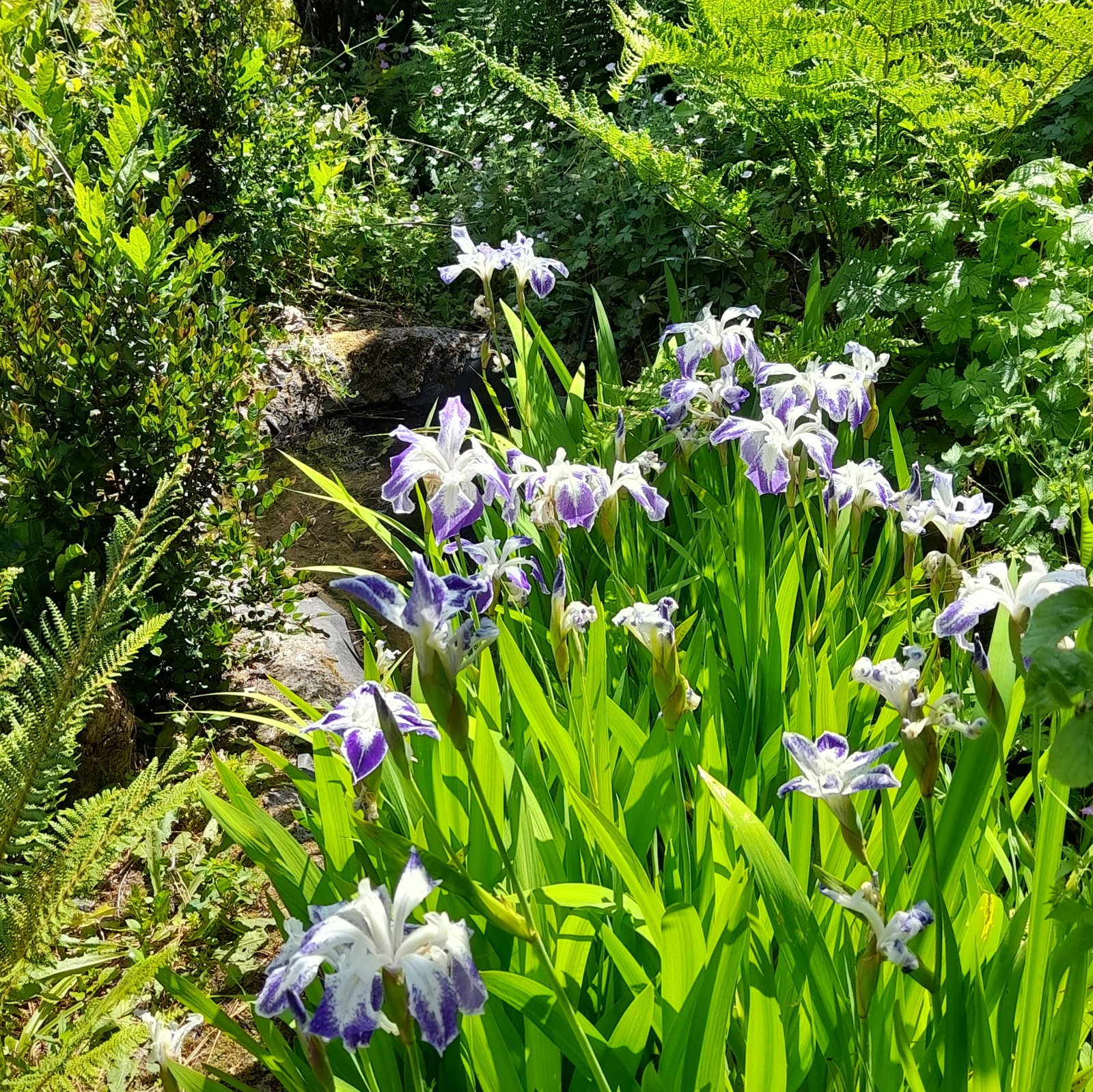 Iris Colchesterensis Scaled