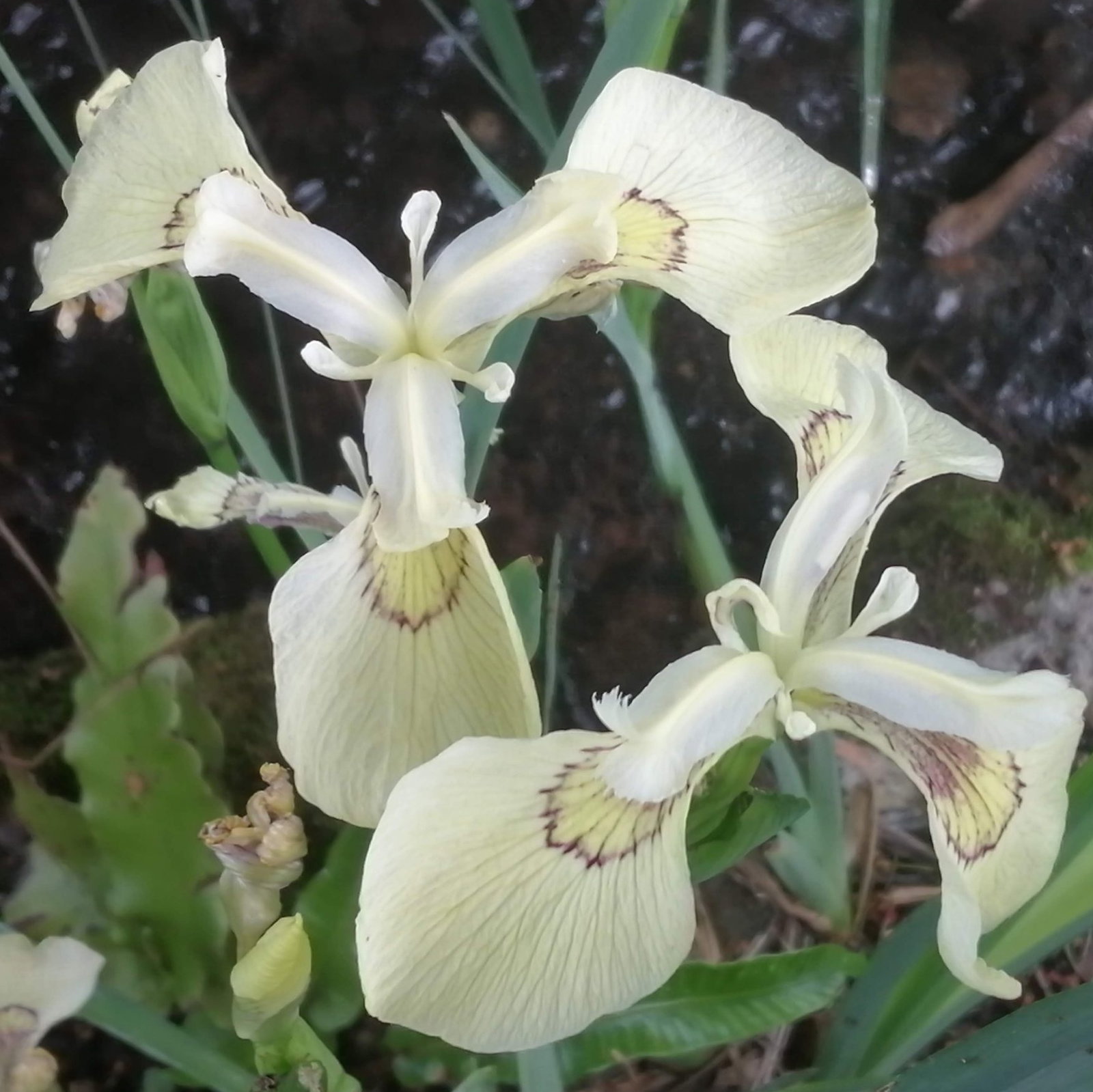 Iris Clotted Cream 1 Scaled