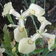 Iris Clotted Cream 1 Scaled