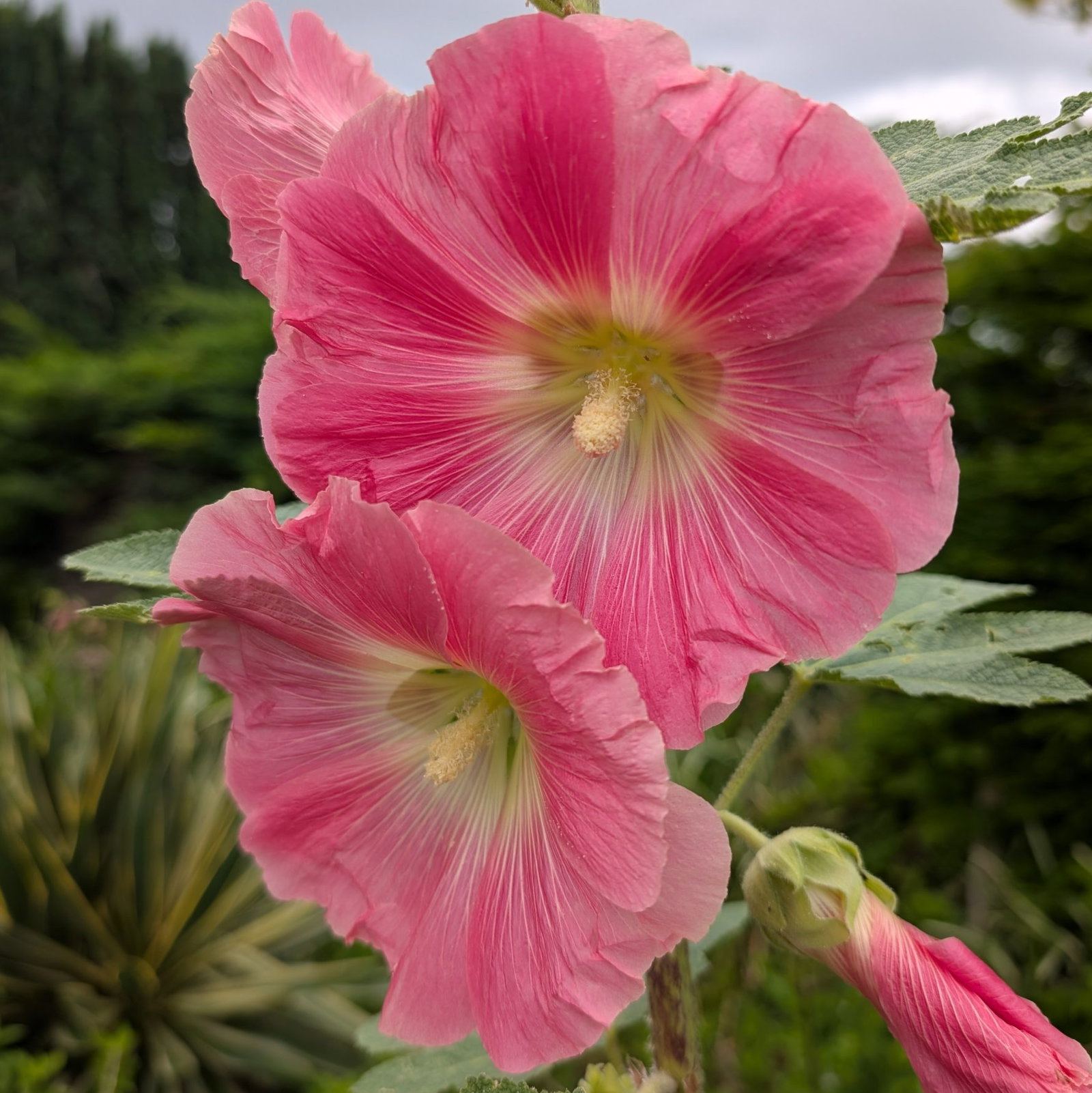 Hollyhock Pink 5 Scaled
