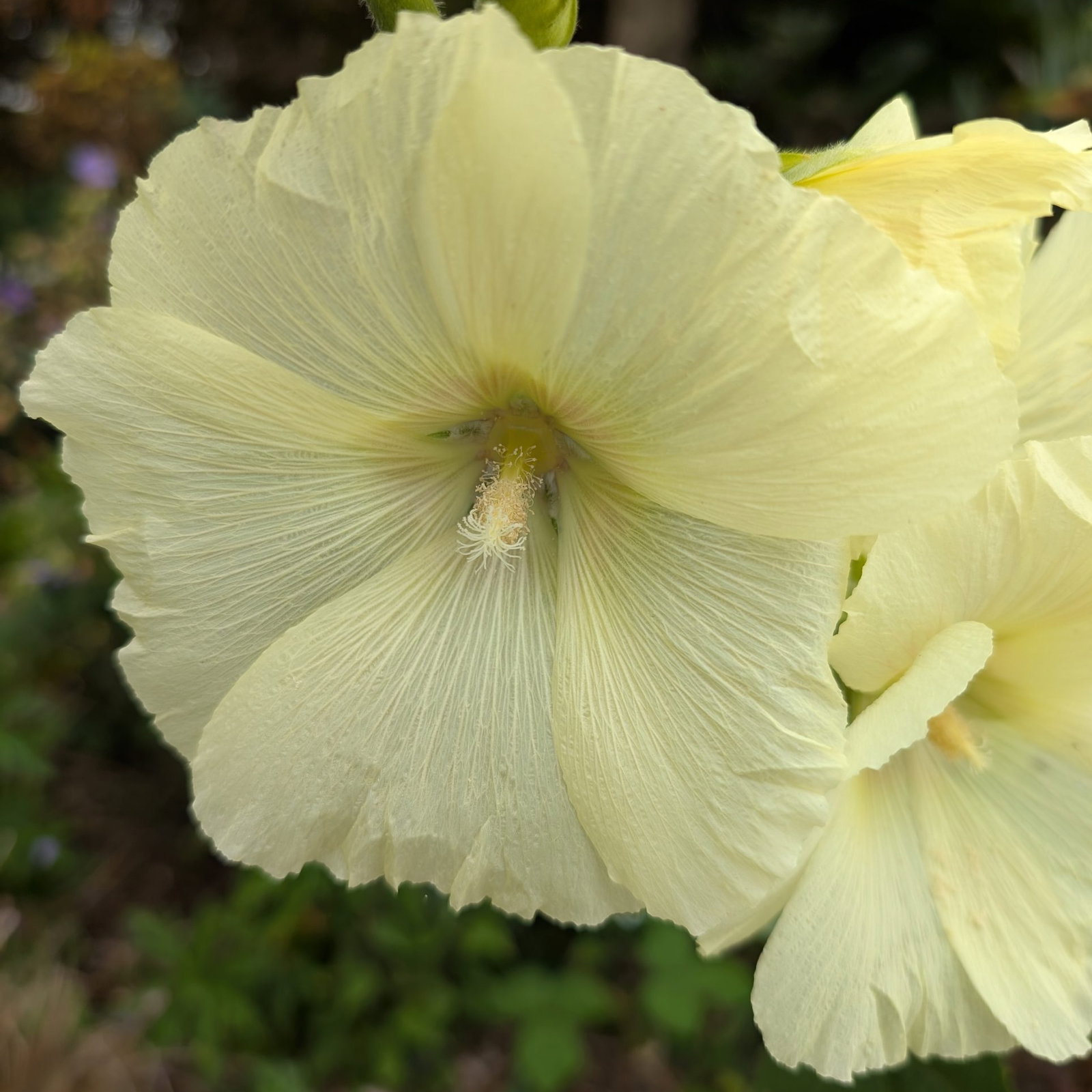 Hollyhock Yellow 6 Scaled