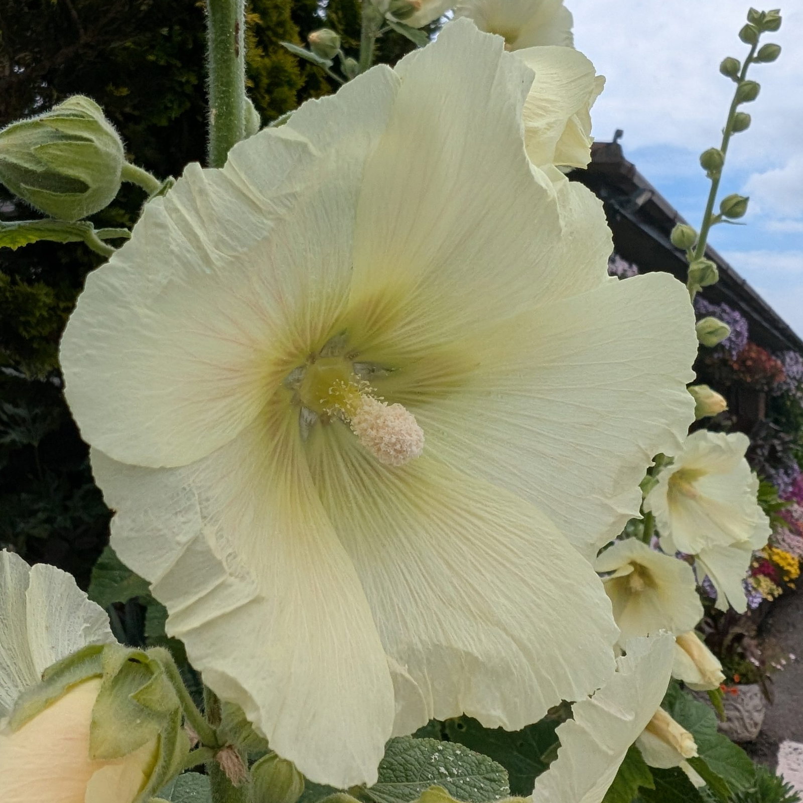 Hollyhock Yellow 8 Scaled