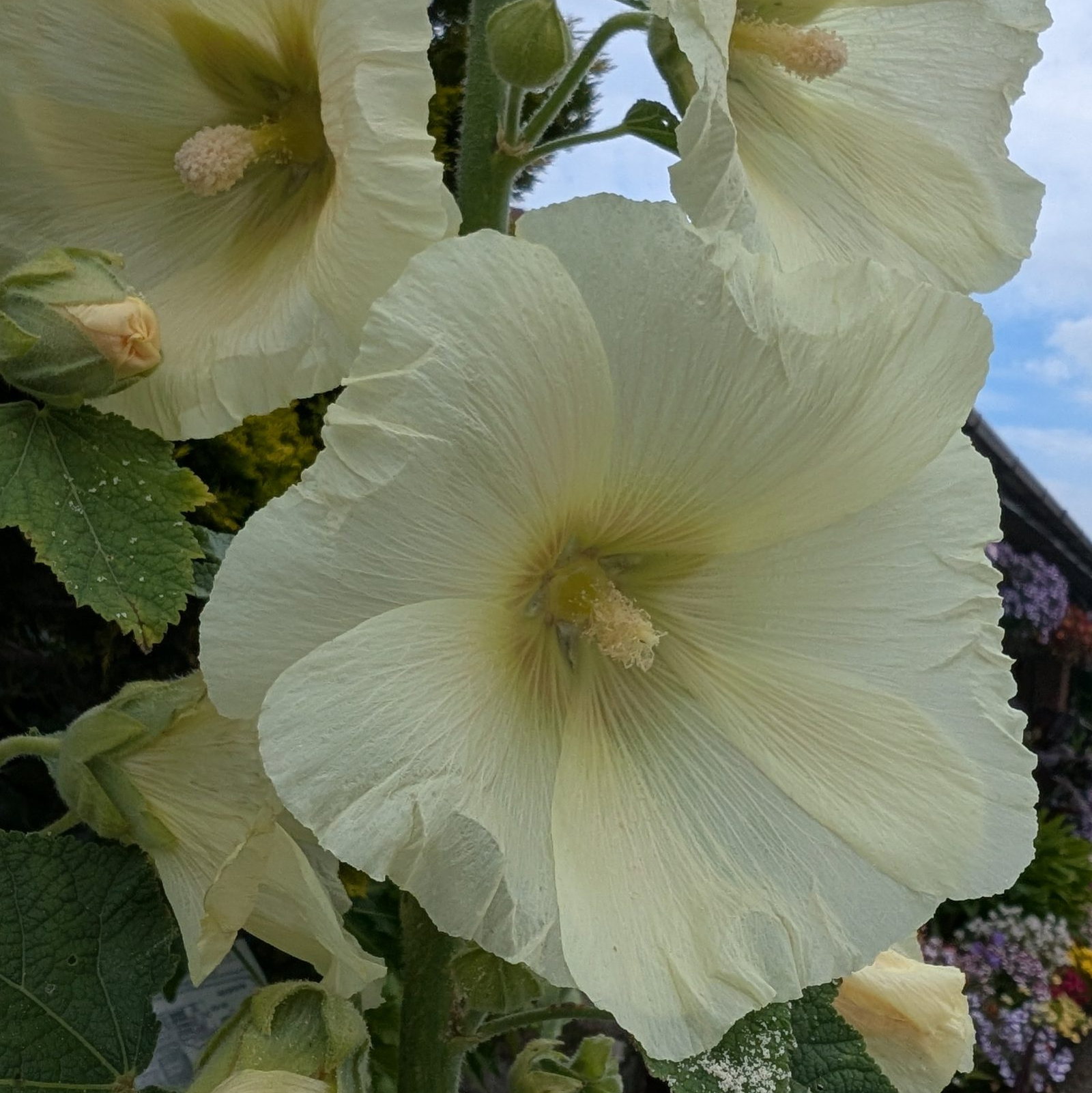 Hollyhock Yellow 5 Scaled