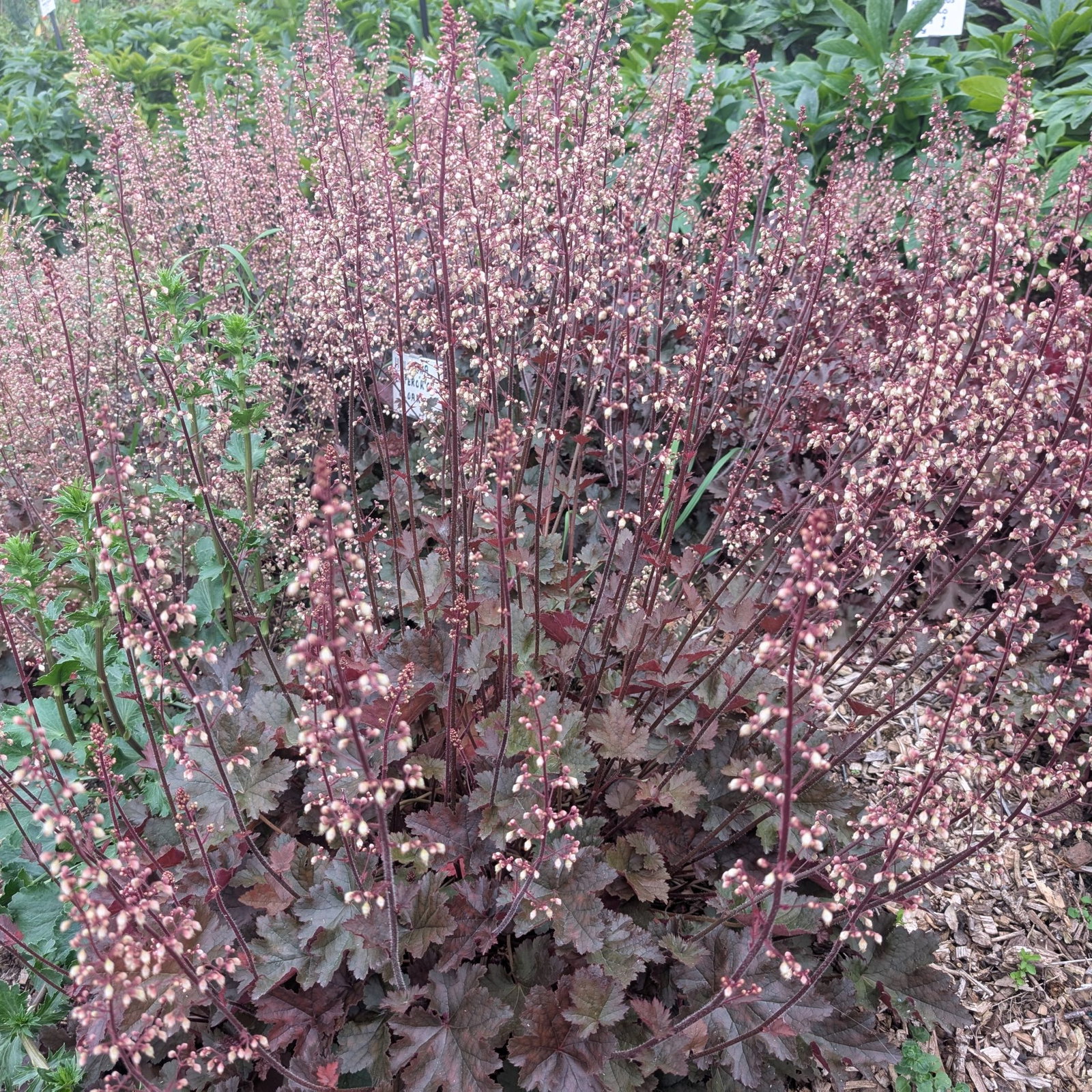 Heuchera Metallica 3 Scaled