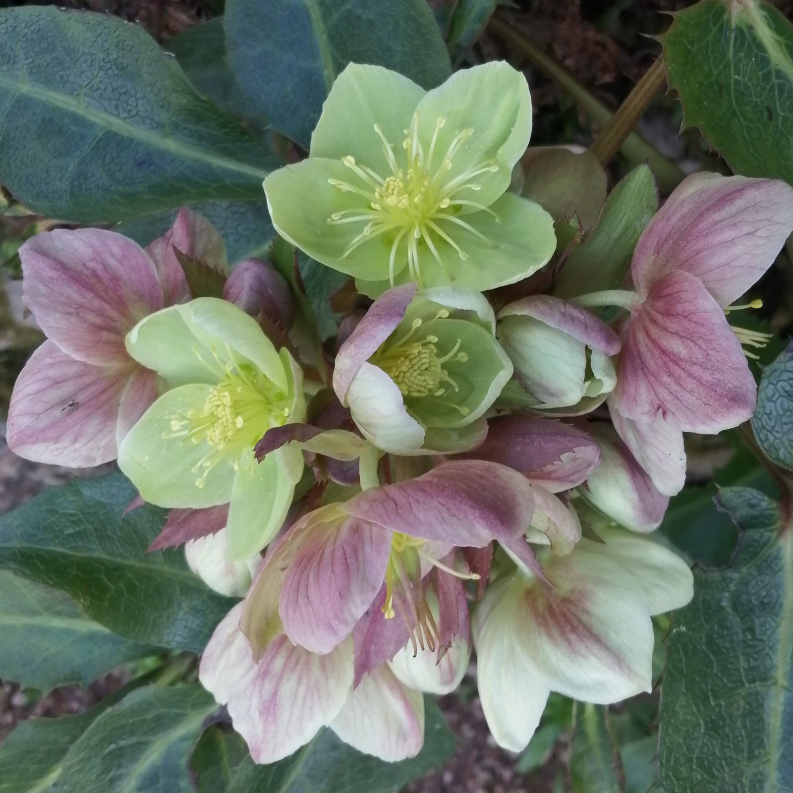 Helleborus 3 Scaled
