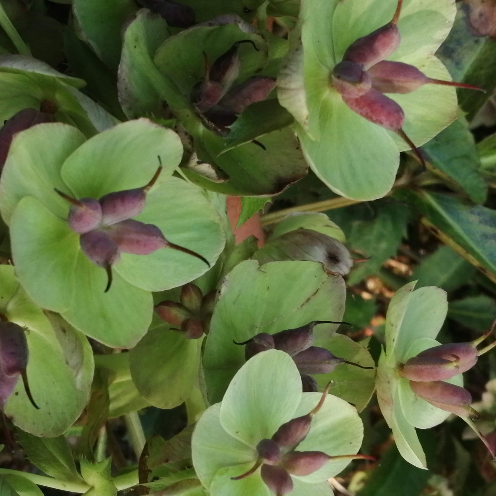 Helleborus 4 Scaled