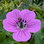 Geranium Syabru 1 Scaled
