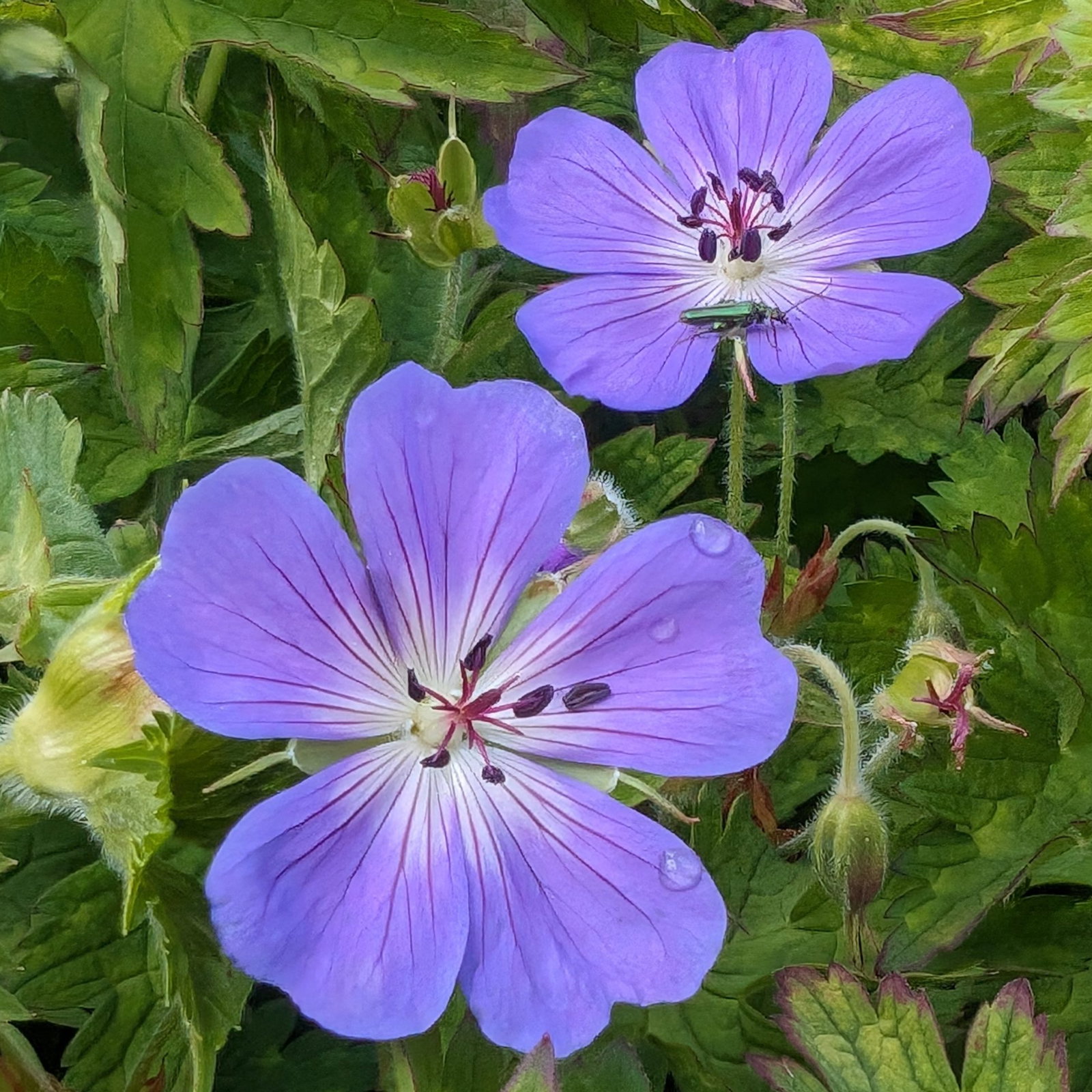Geranium Wallichianum Buxtons Variety Jelitto 5 Scaled