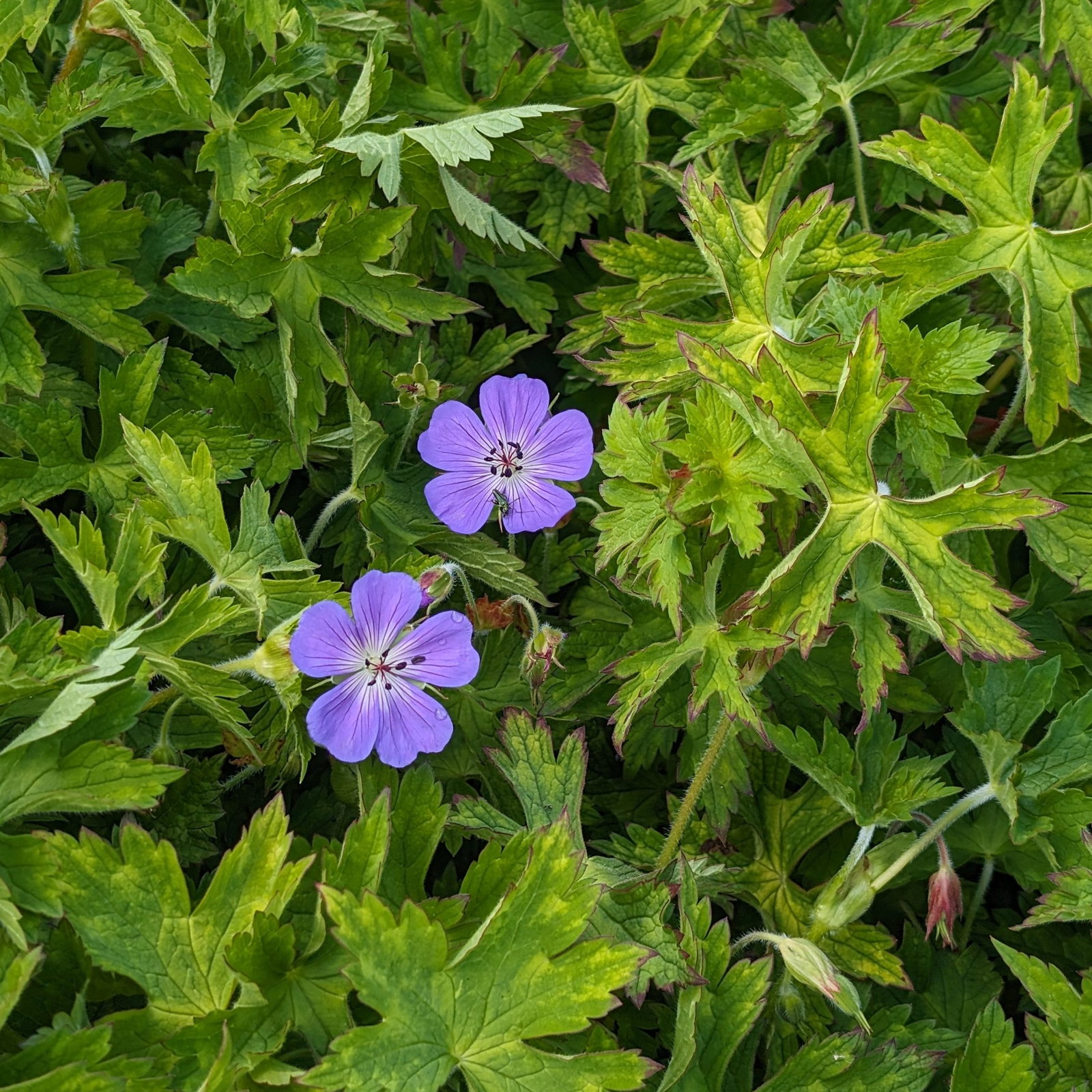 Geranium Wallichianum Buxtons Variety Jelitto 1 Scaled