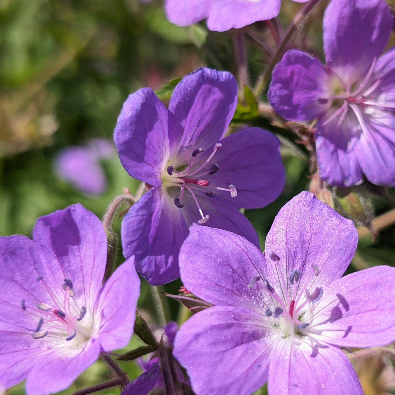 Geranium Sylvaticum 5 Scaled