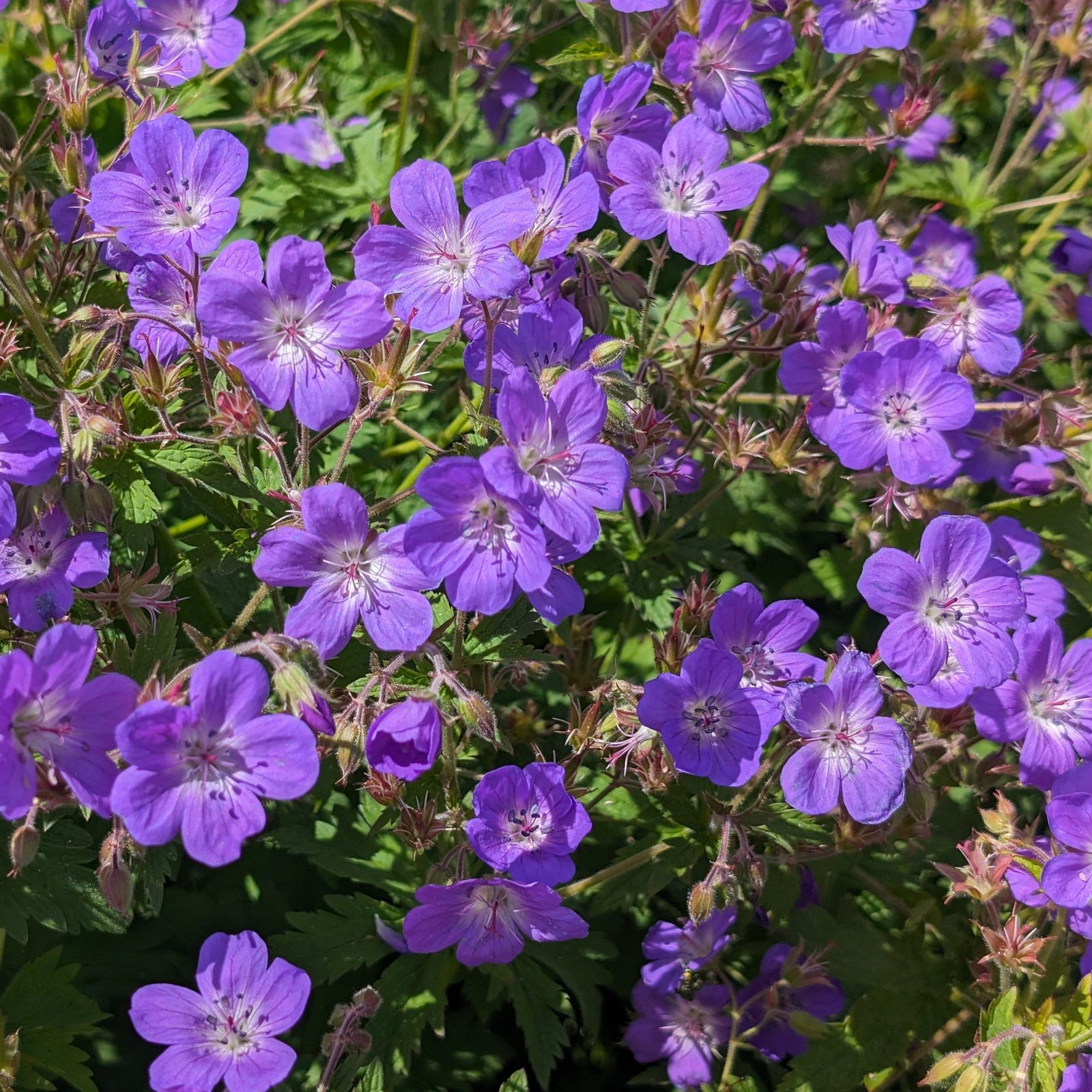 Geranium Sylvaticum 2 Scaled