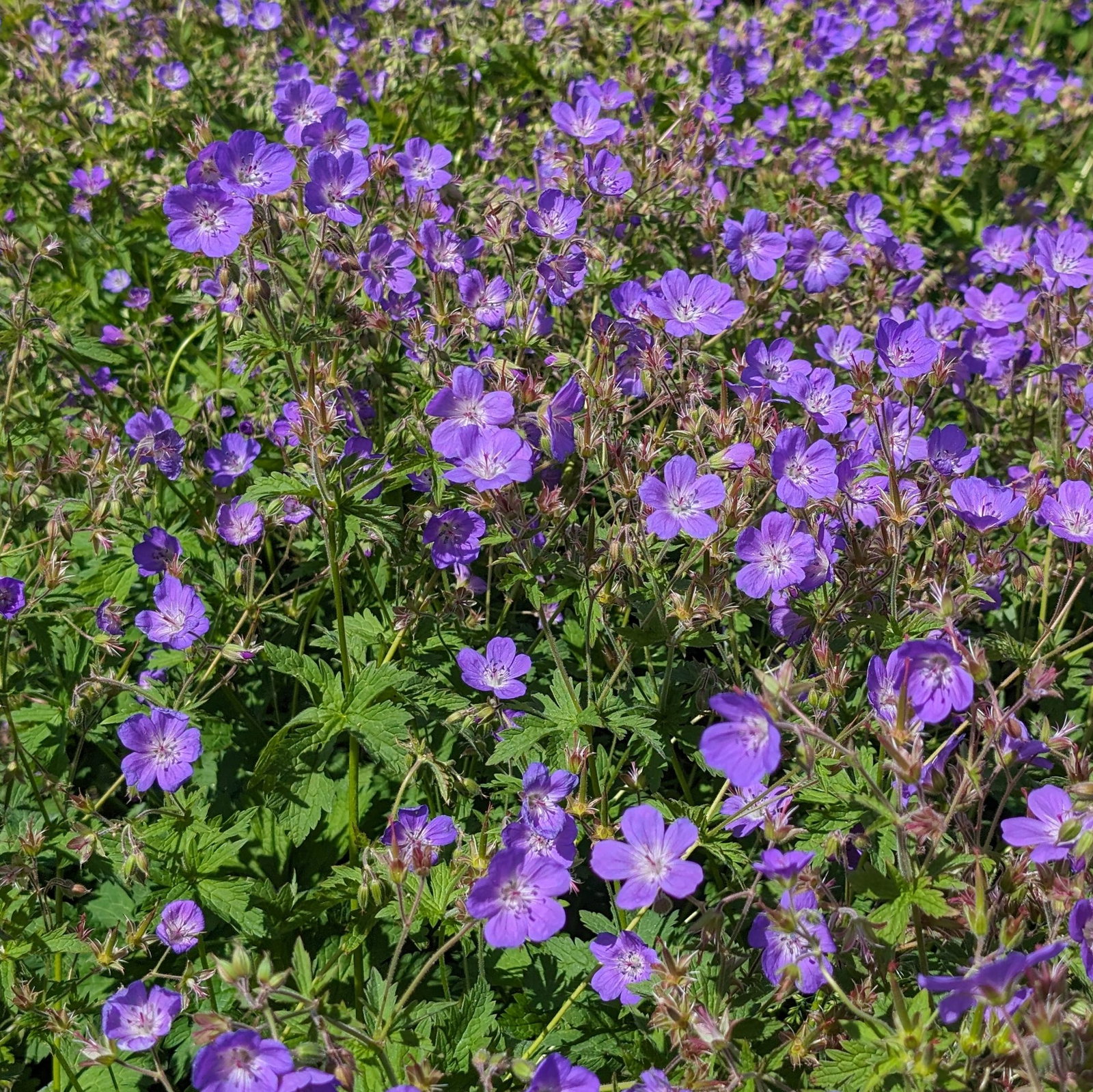 Geranium Sylvaticum 10 Scaled