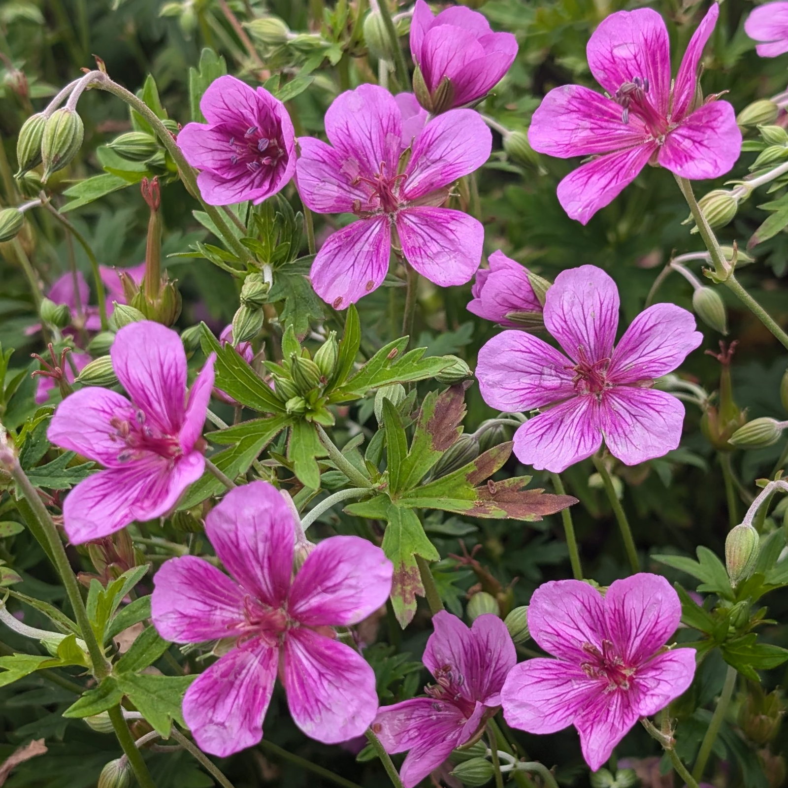 Geranium Soboliferum 1 Scaled