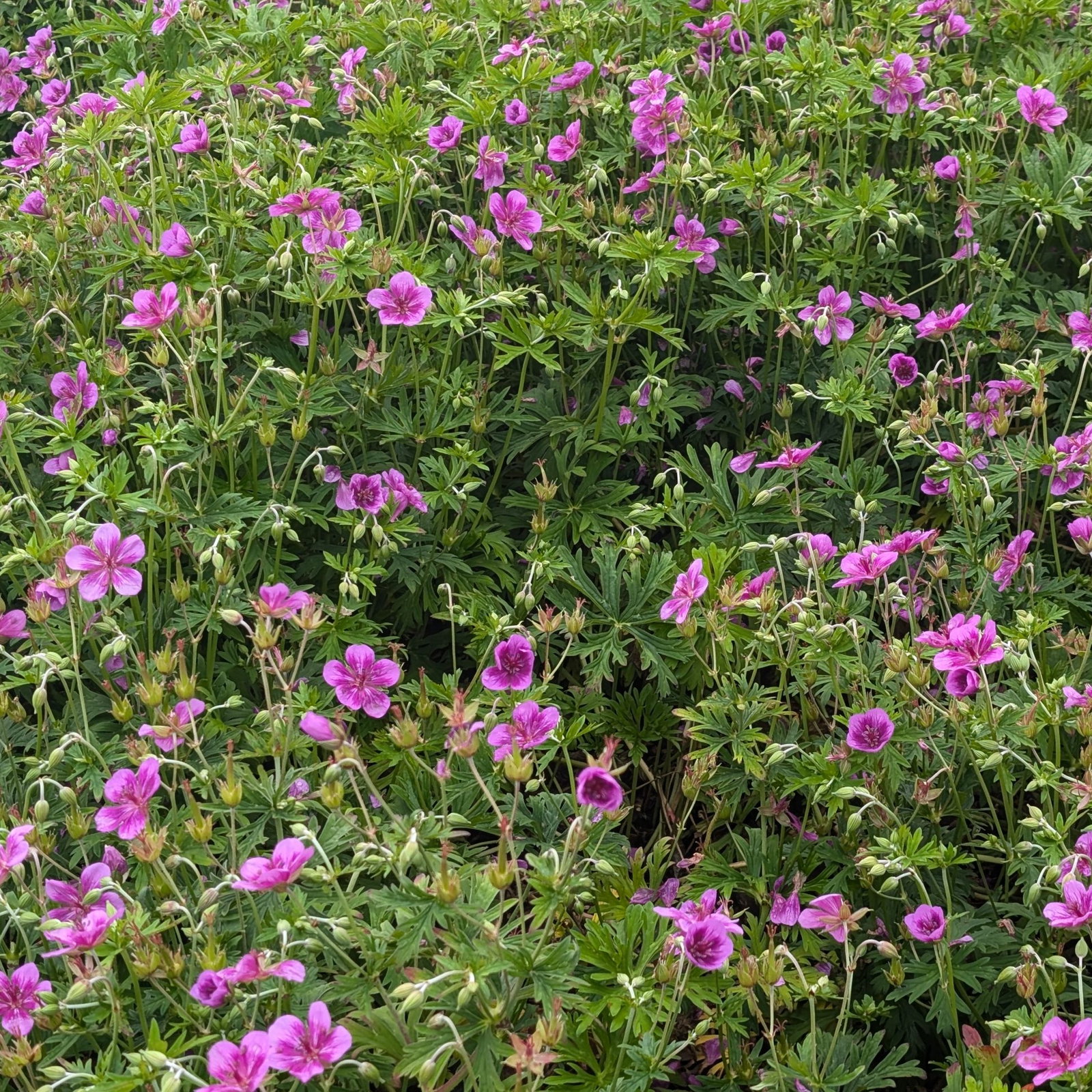 Geranium Soboliferum 4 Scaled