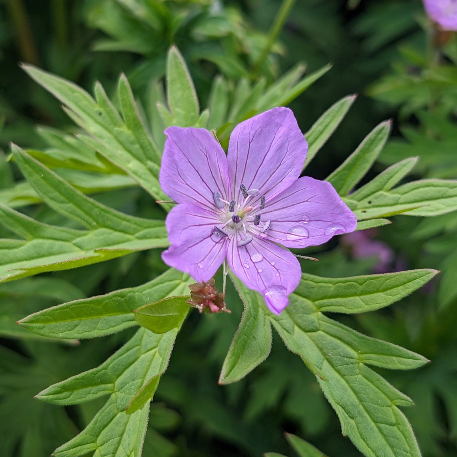 Geranium Shikokianum 4 Scaled