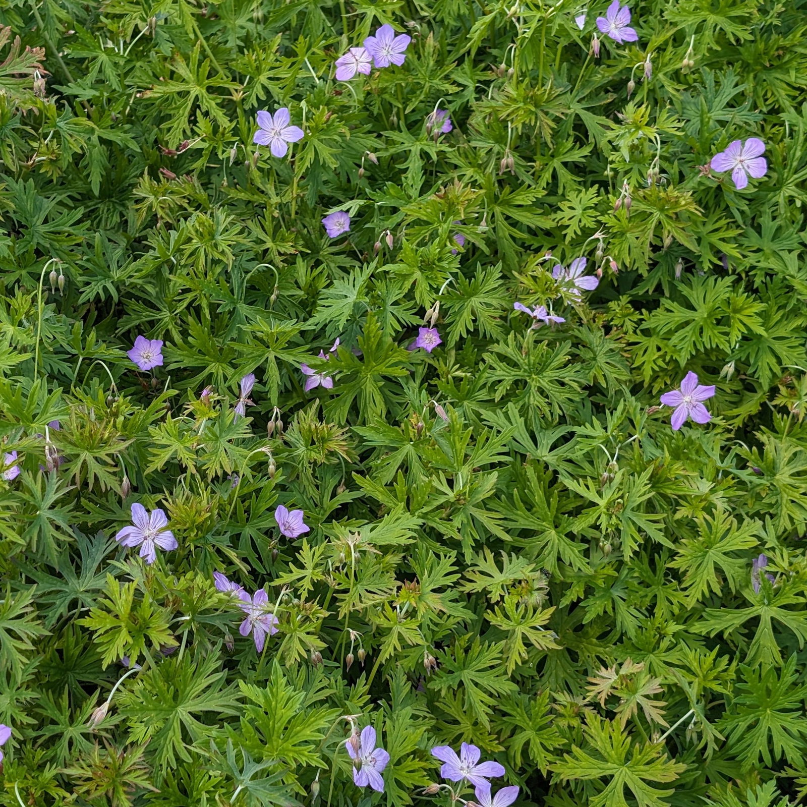 Geranium Shikokianum 3 Scaled