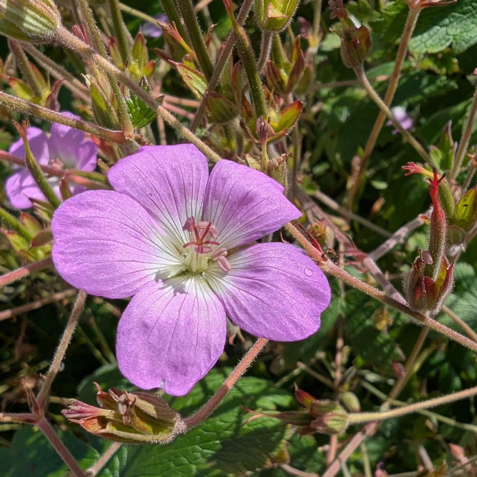 Geranium Pulchrum 1 Scaled