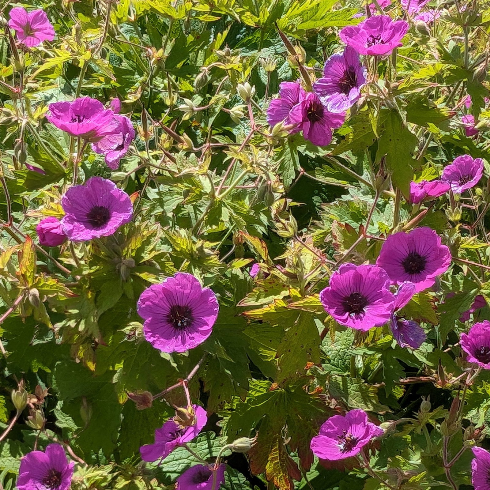 Geranium Psilostemon 13 Scaled