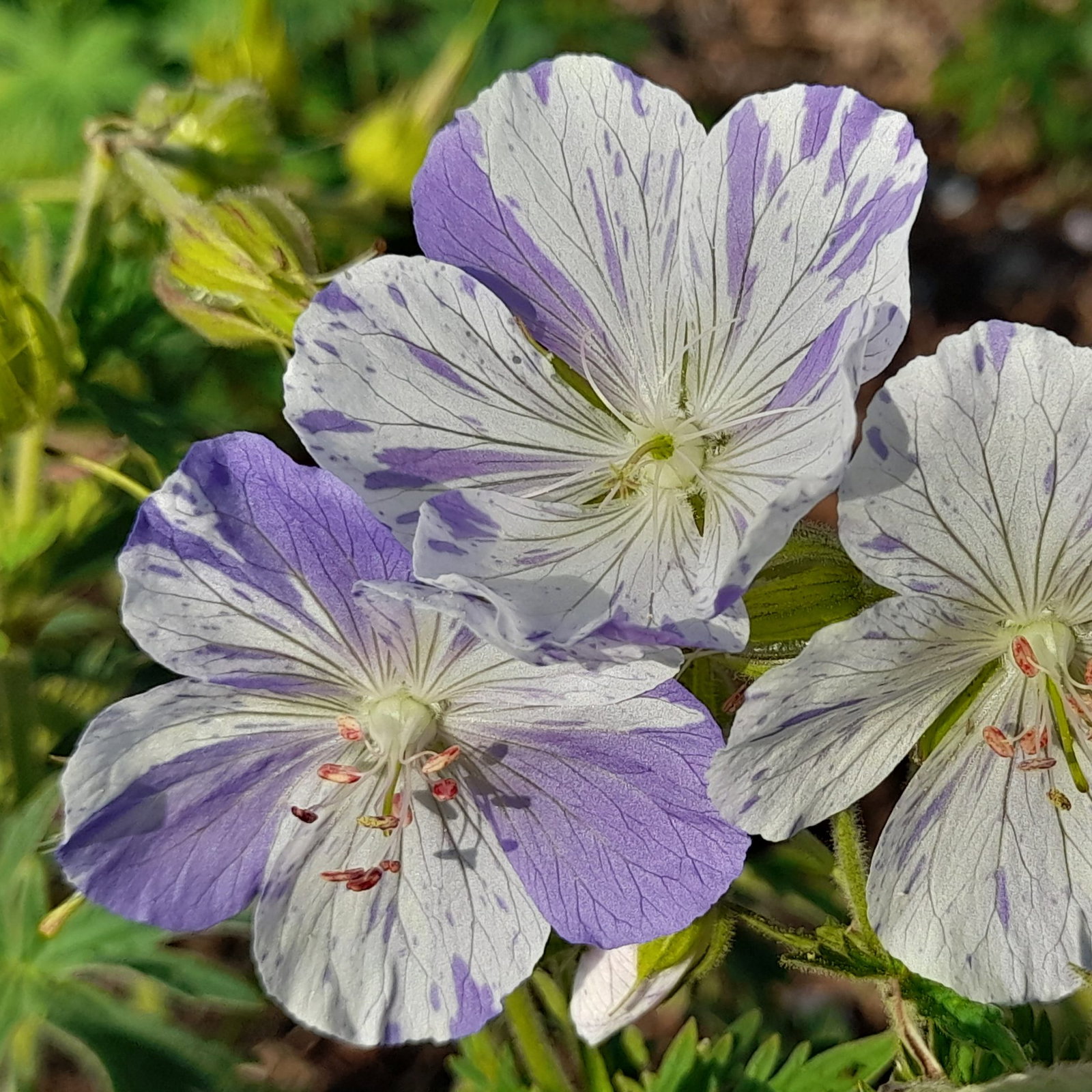 Geranium Prat Splish Splash 4 Scaled