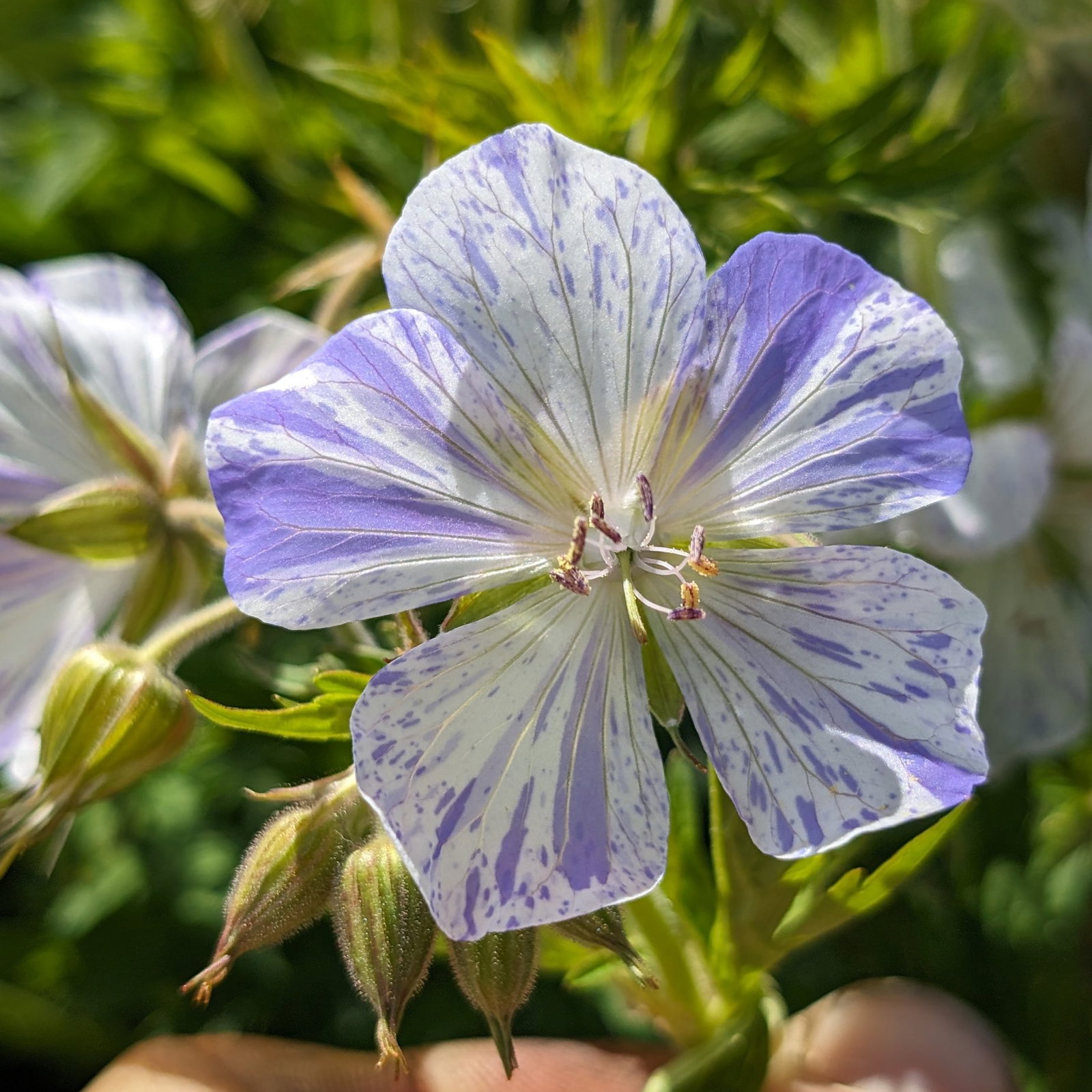 Geranium Pratense Splish Splash 8 Scaled