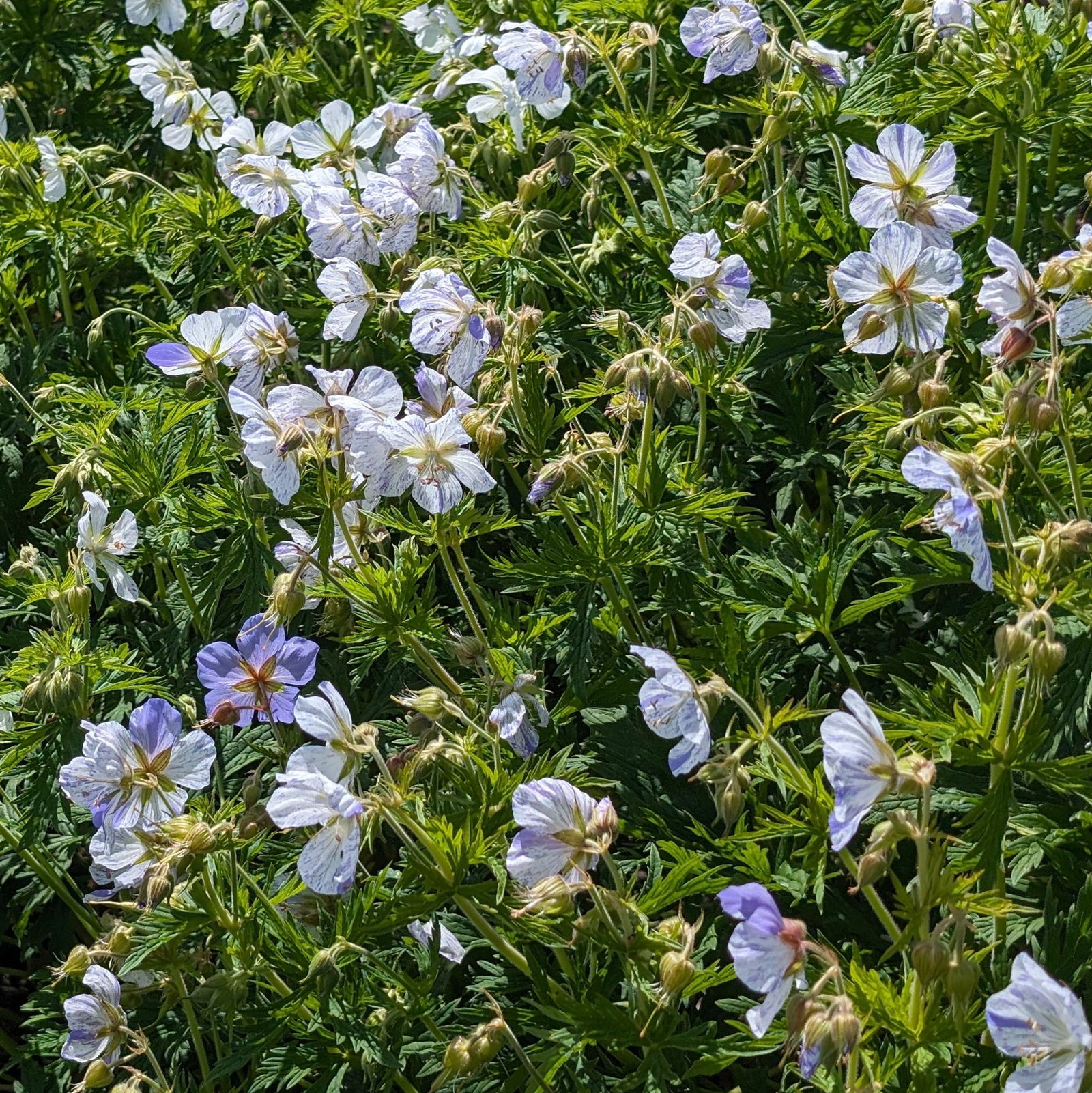 Geranium Pratense Splish Splash 5 Scaled
