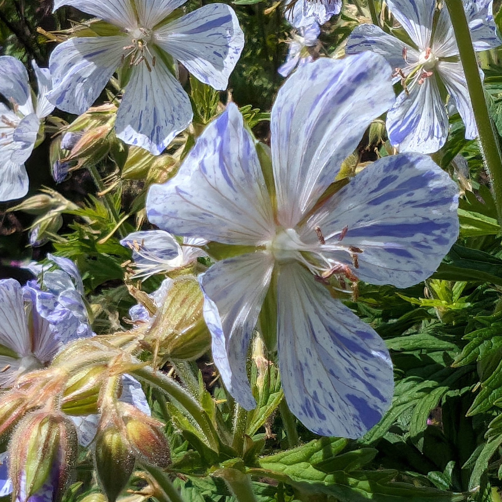 Geranium Pratense Splish Splash 12 Scaled