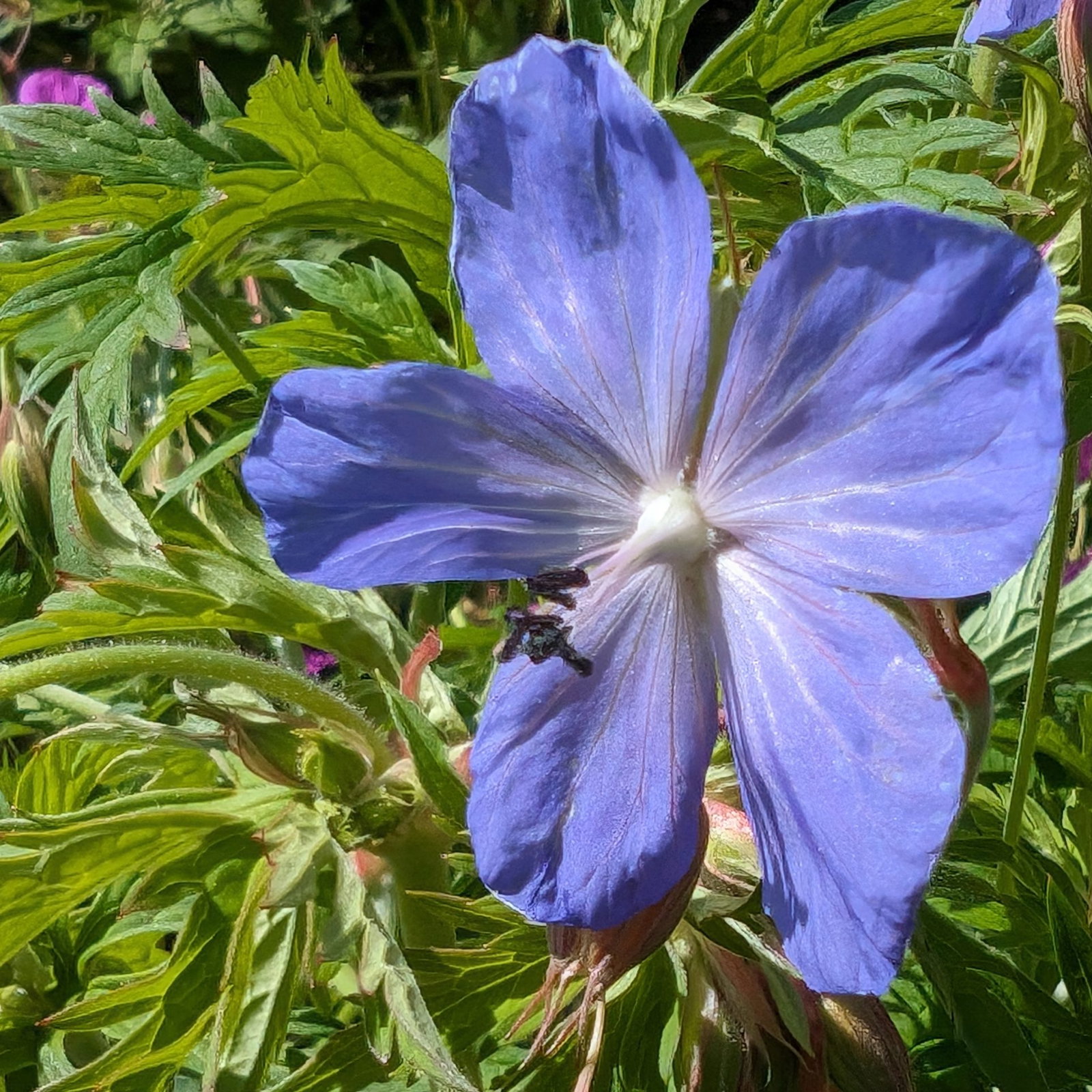 Geranium Pratense Blue 2 Scaled
