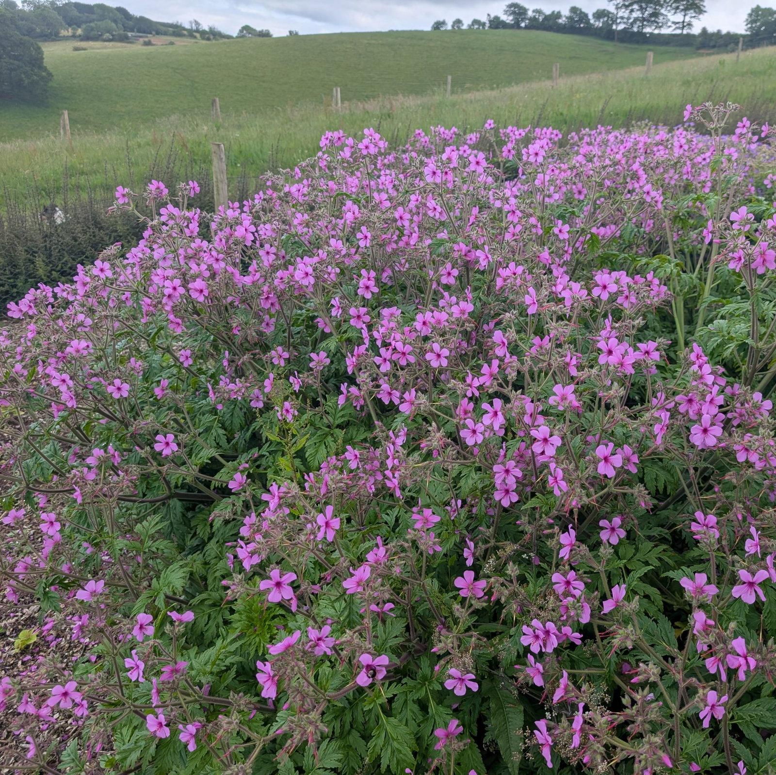 Geranium Palmatum 3 Scaled